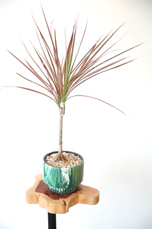 【M】ドラセナ コンシンネ レインボウ　※WOODLY オリジナル陶器鉢付き