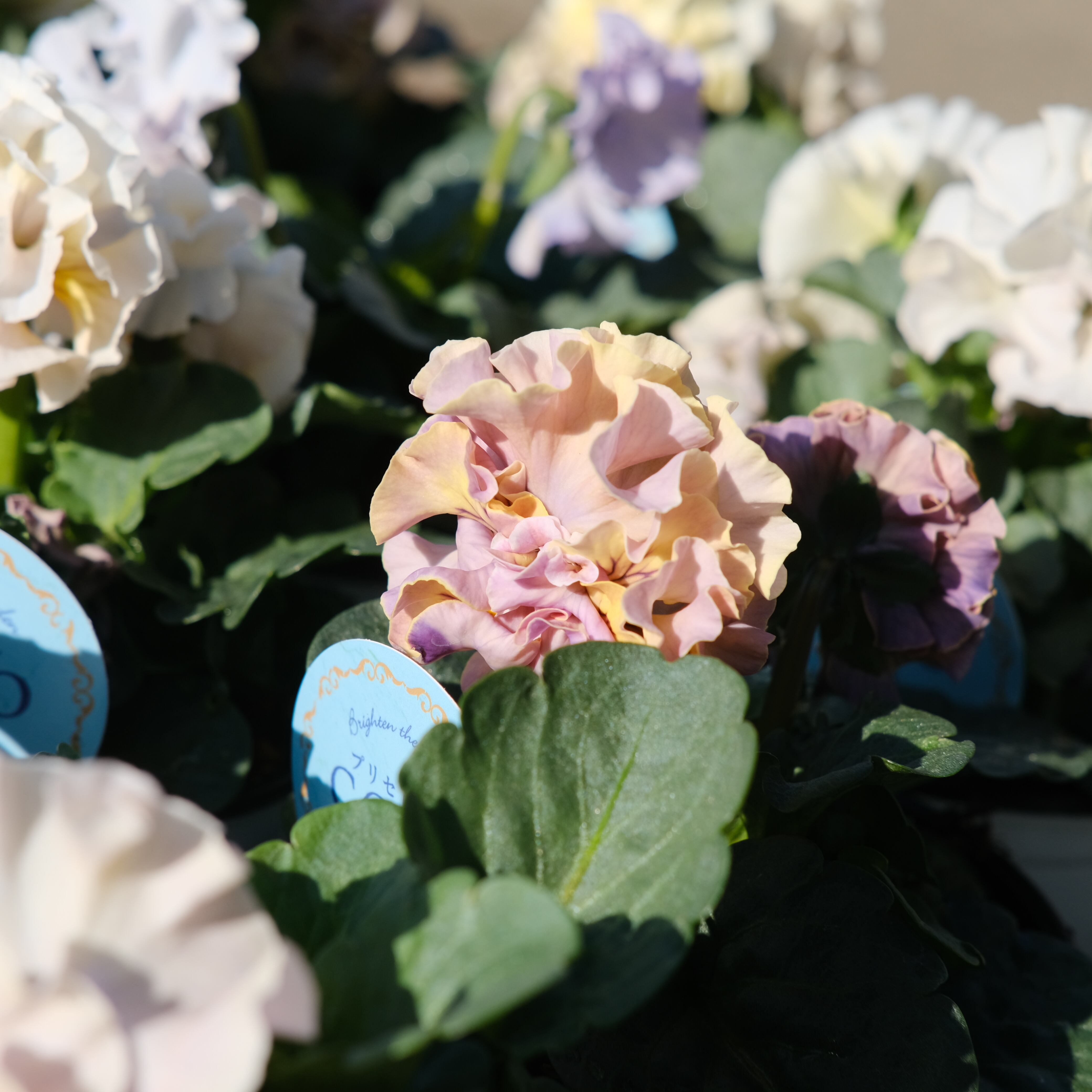 パンジー《 プリセドールCOCO ティアラ 》3苗セット | グリーン