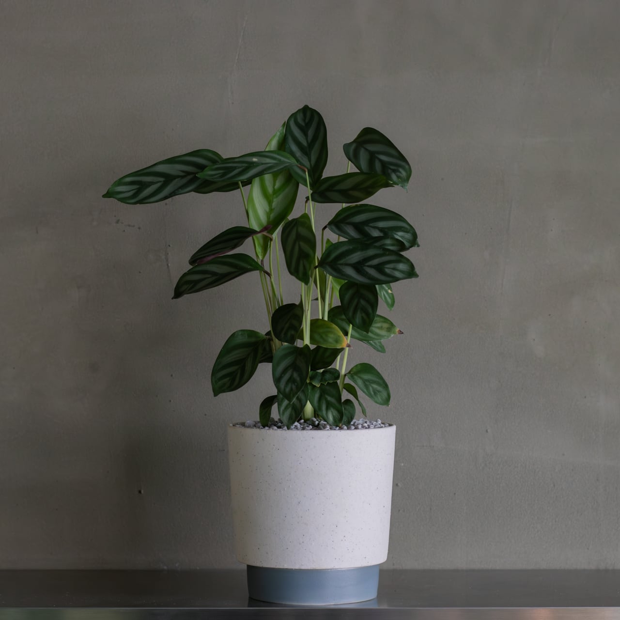 クテナンテ　セトサ 観葉植物 鉢植え クテナンテ セトサ コンパクトスター | atelier/en's