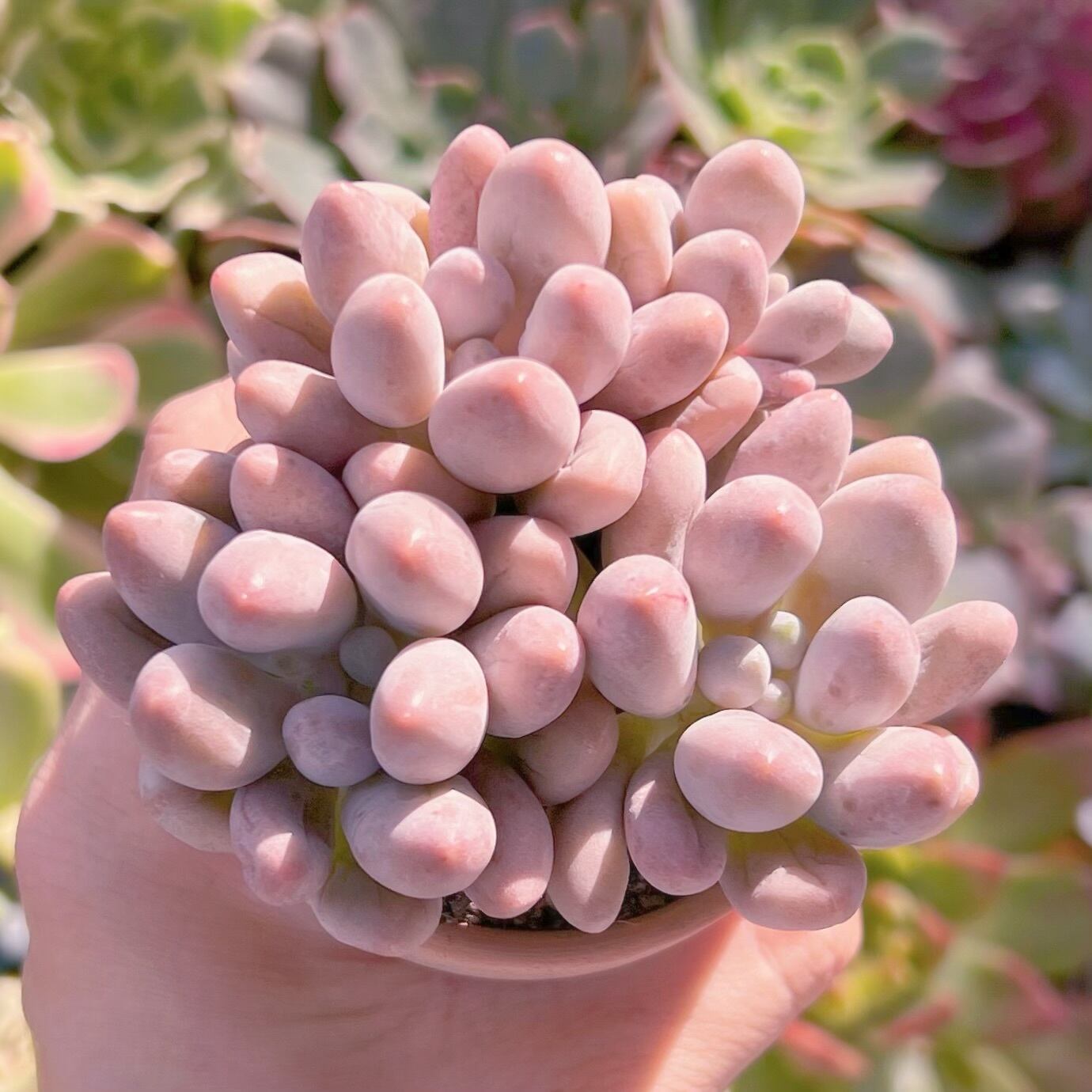 多肉植物　白い恋人　群生　るる農園