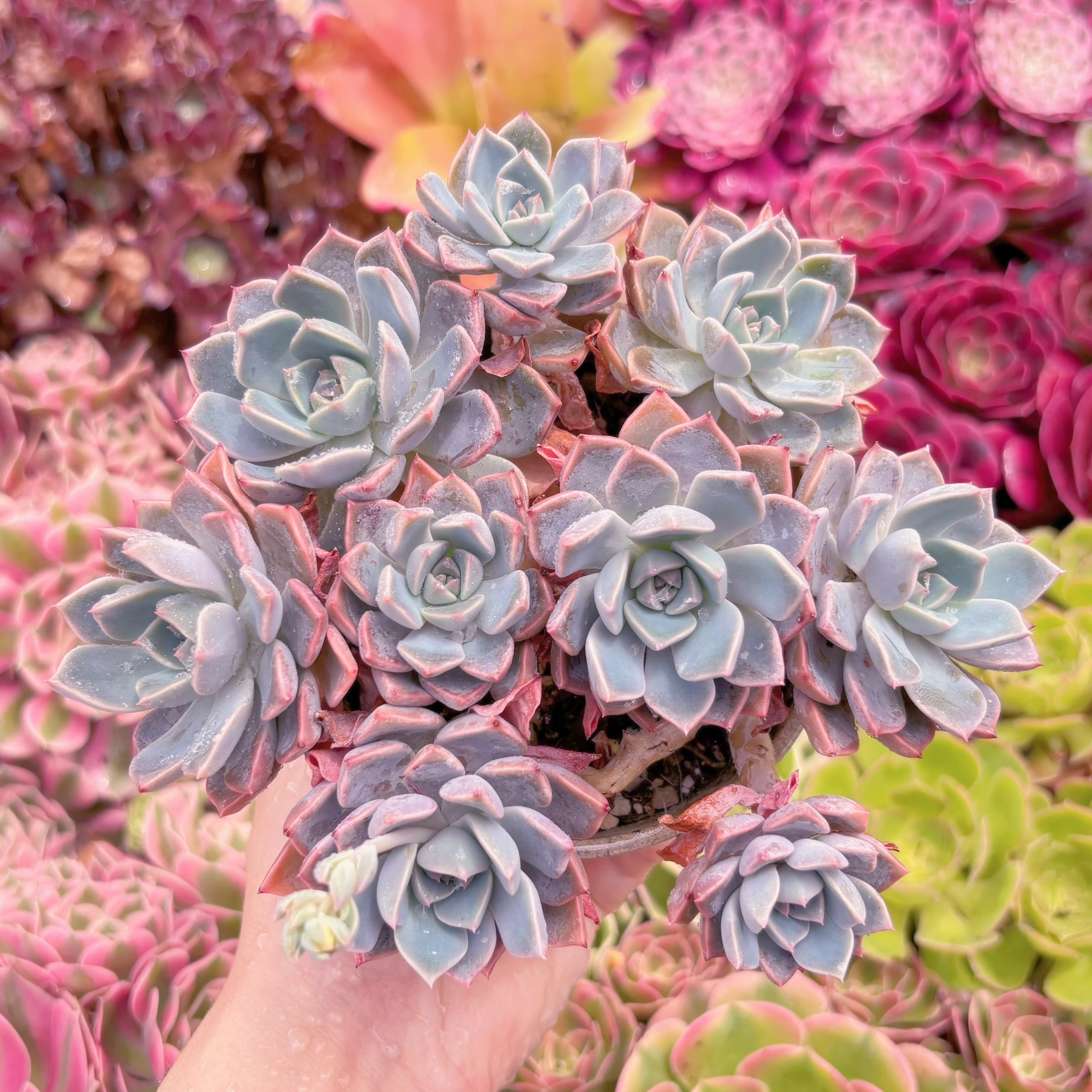 現品　Pretty in Pink#552　群生　在庫僅少　るる農園