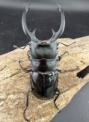 【WD】《インターメディアツヤクワガタ ガントン産 88.5mm ペア》