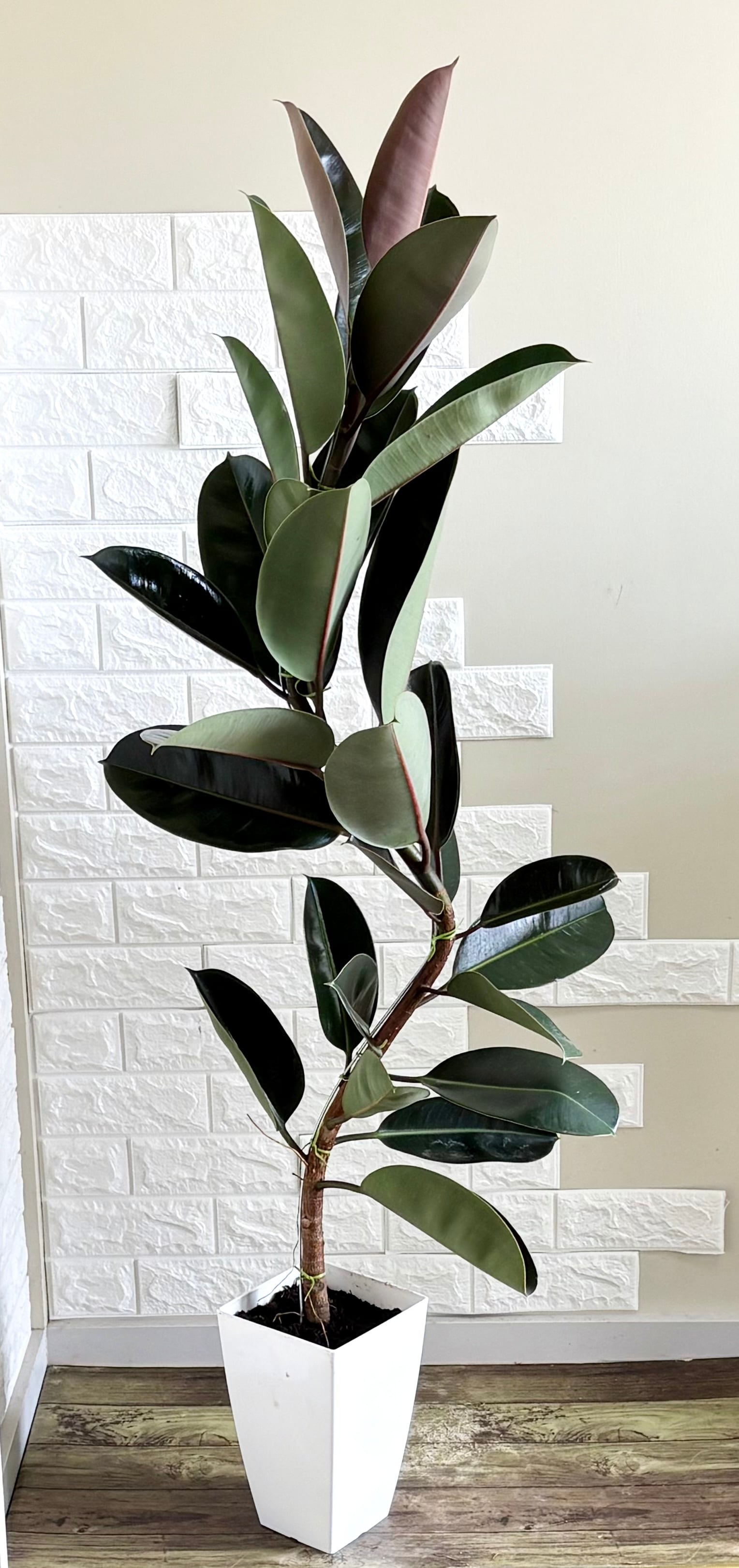 【現品】人気 エバーフレッシュ曲がり　螺旋樹形 7号鉢 観葉植物 現品】エバーフレッシュ 螺旋状曲がり樹形 7号鉢 観葉植物 | 観葉植物