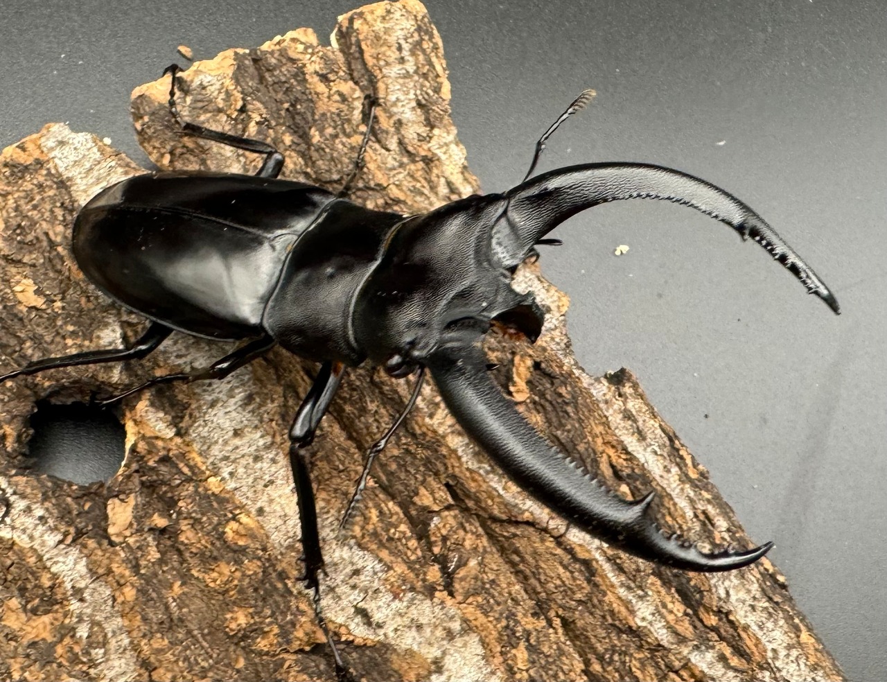 【WD】《リノケロスフタマタクワガタ 86mm ペア》