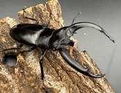 【WD】《リノケロスフタマタクワガタ 86mm ペア》