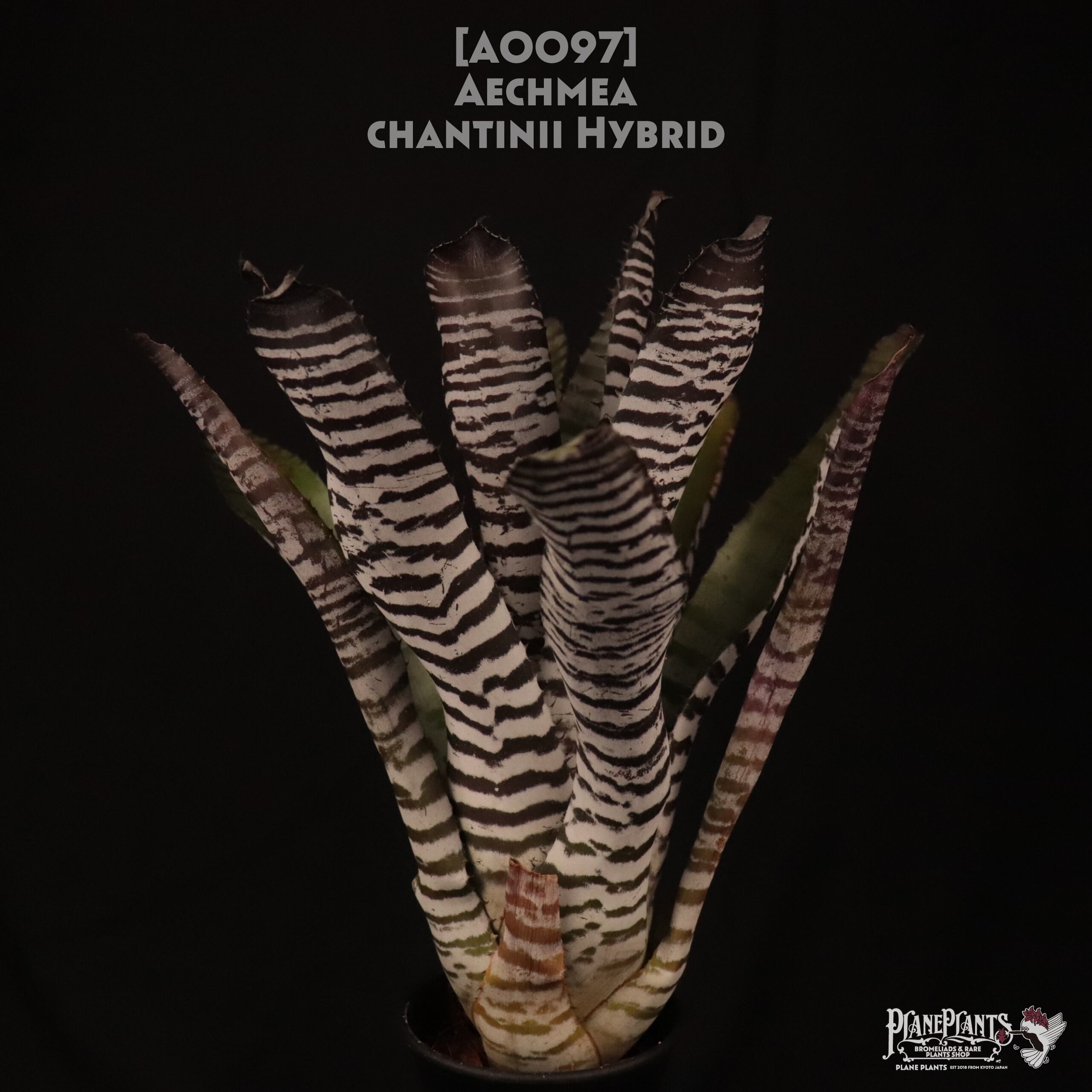 【送料無料】Aechmea chantinii Hybrid〔エクメア〕現品発送A0097