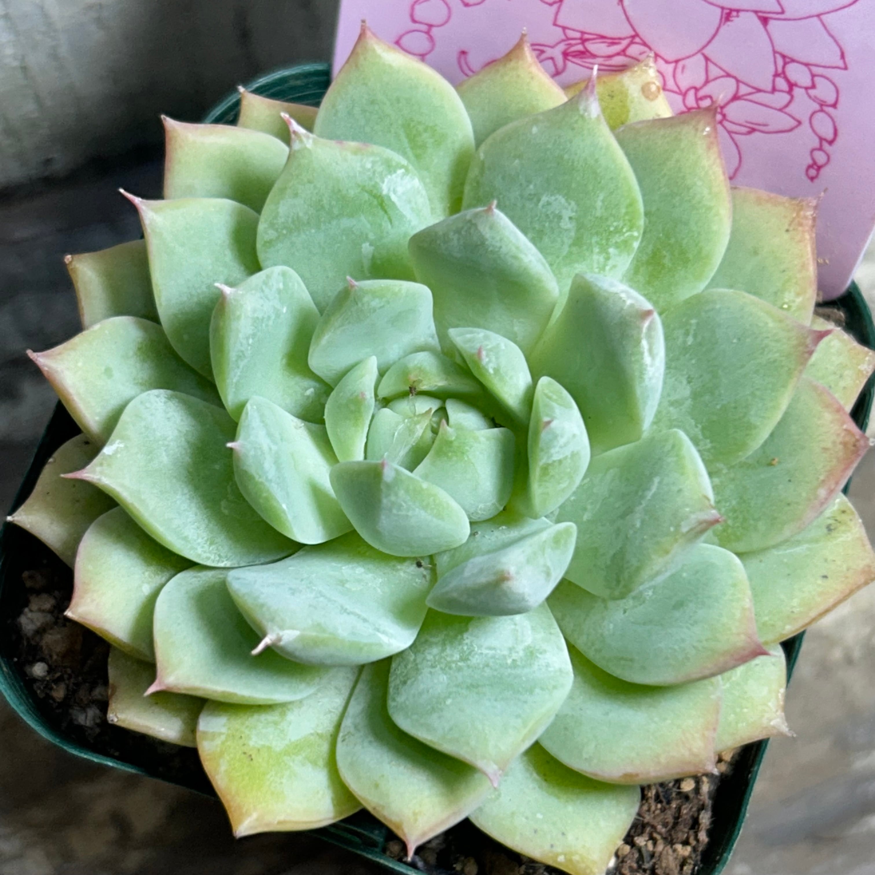 ティッピー×ベンバディス　韓国苗 ティッピー×ベンバディス 韓国苗 ベンバディス | RuPo 多肉植物専門店