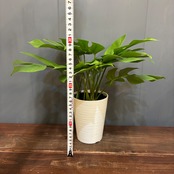 【新着3日限定10%OFF】ヒメモンステラ【771】