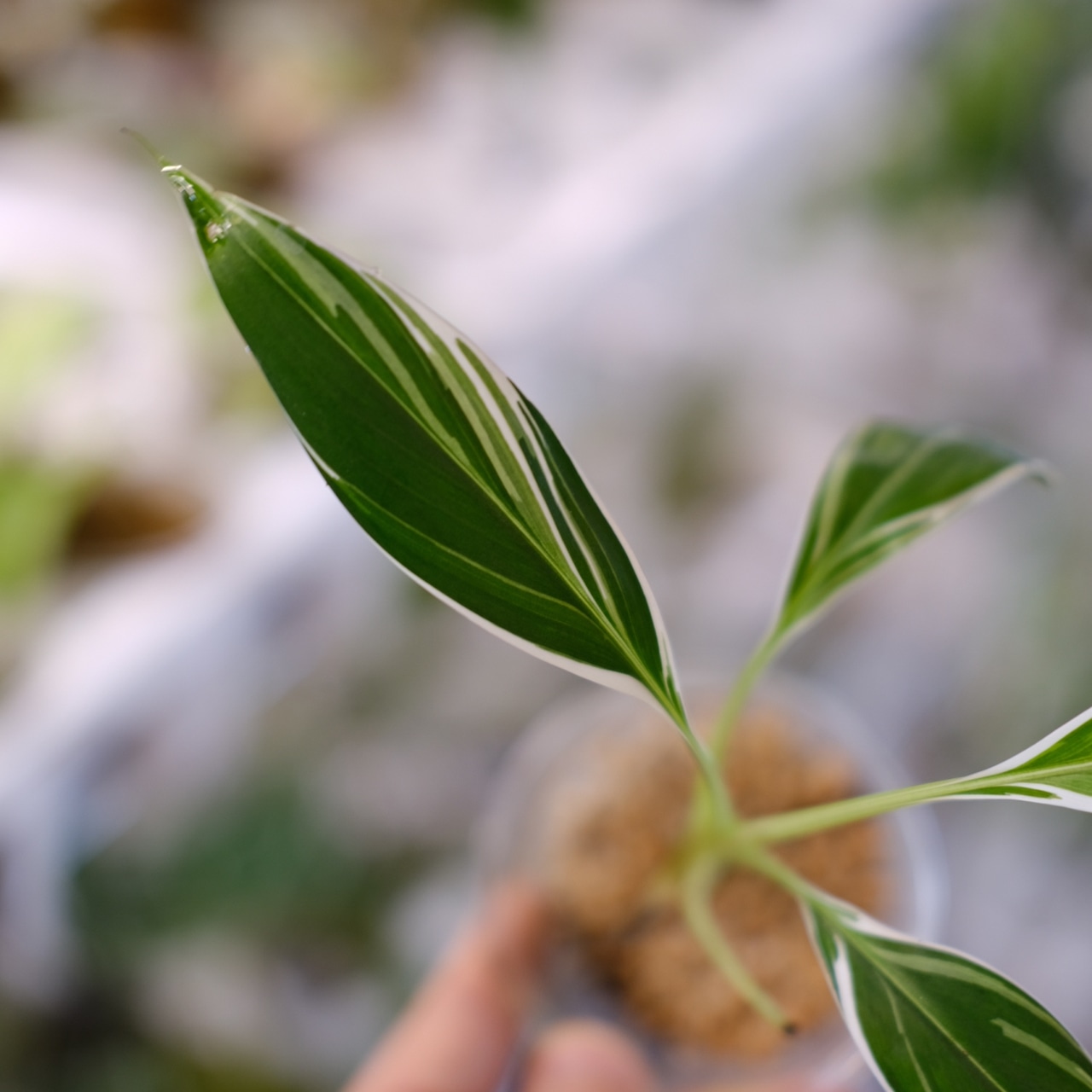 Banana Musa Ae Ae③ / ムサ アエアエ (斑入バナナ)