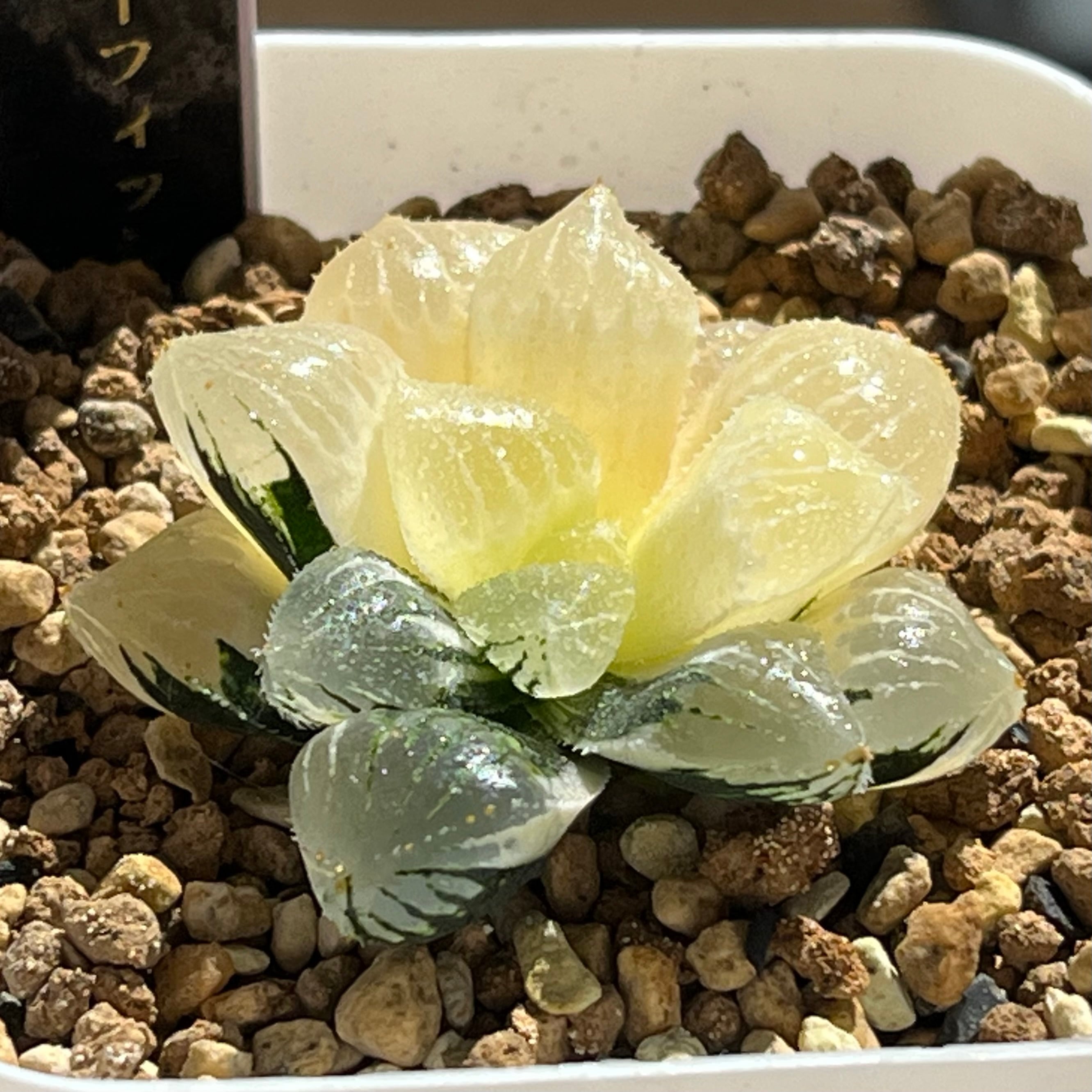 ハオルチア オブツーサ錦 黒葡萄 | mocono_plants