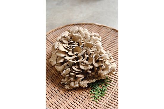 【溢れる旨みと香り】栃の木まいたけ・100g(3/29発送開始)