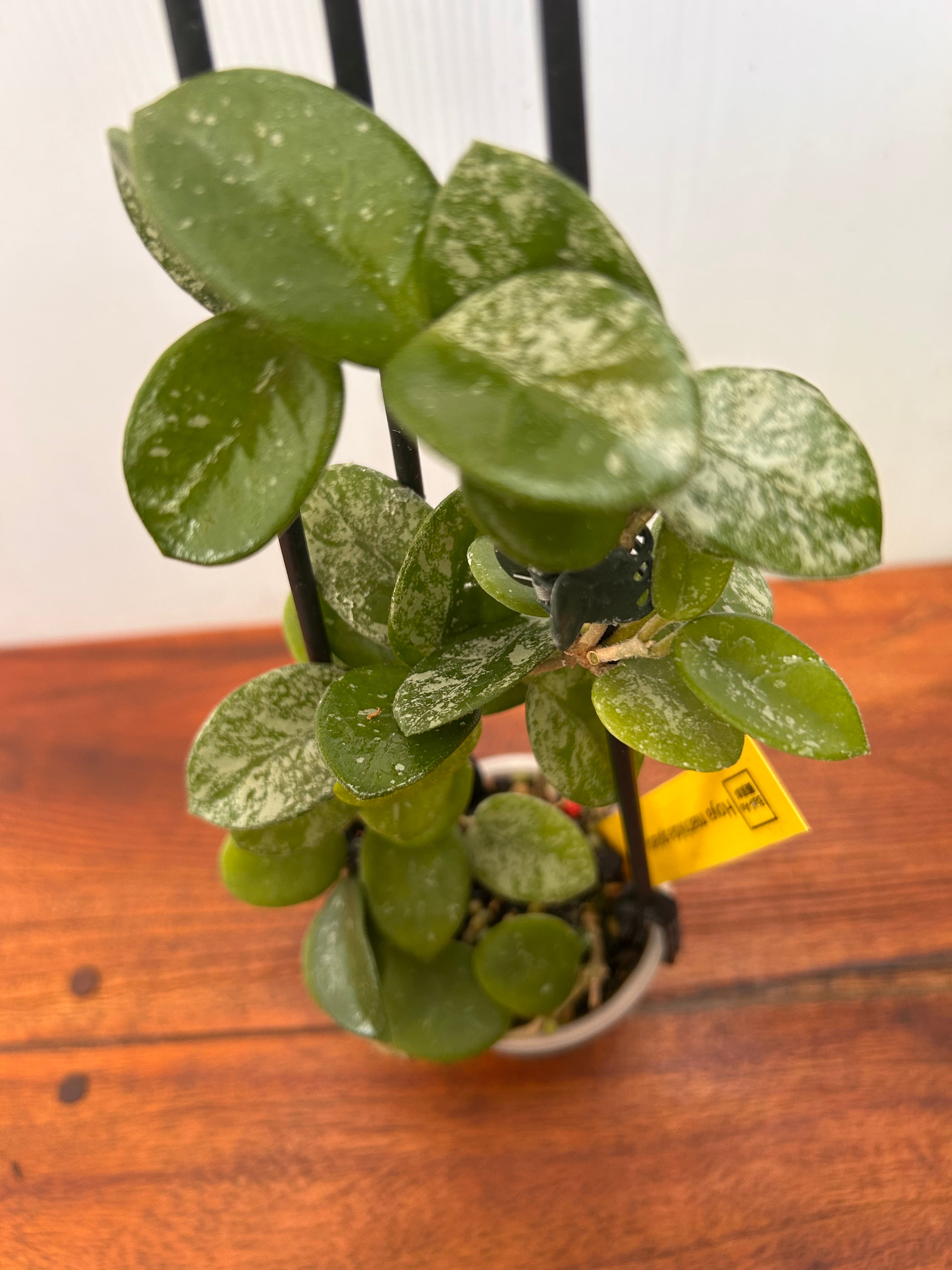 Hoya | BALI-AN 園芸