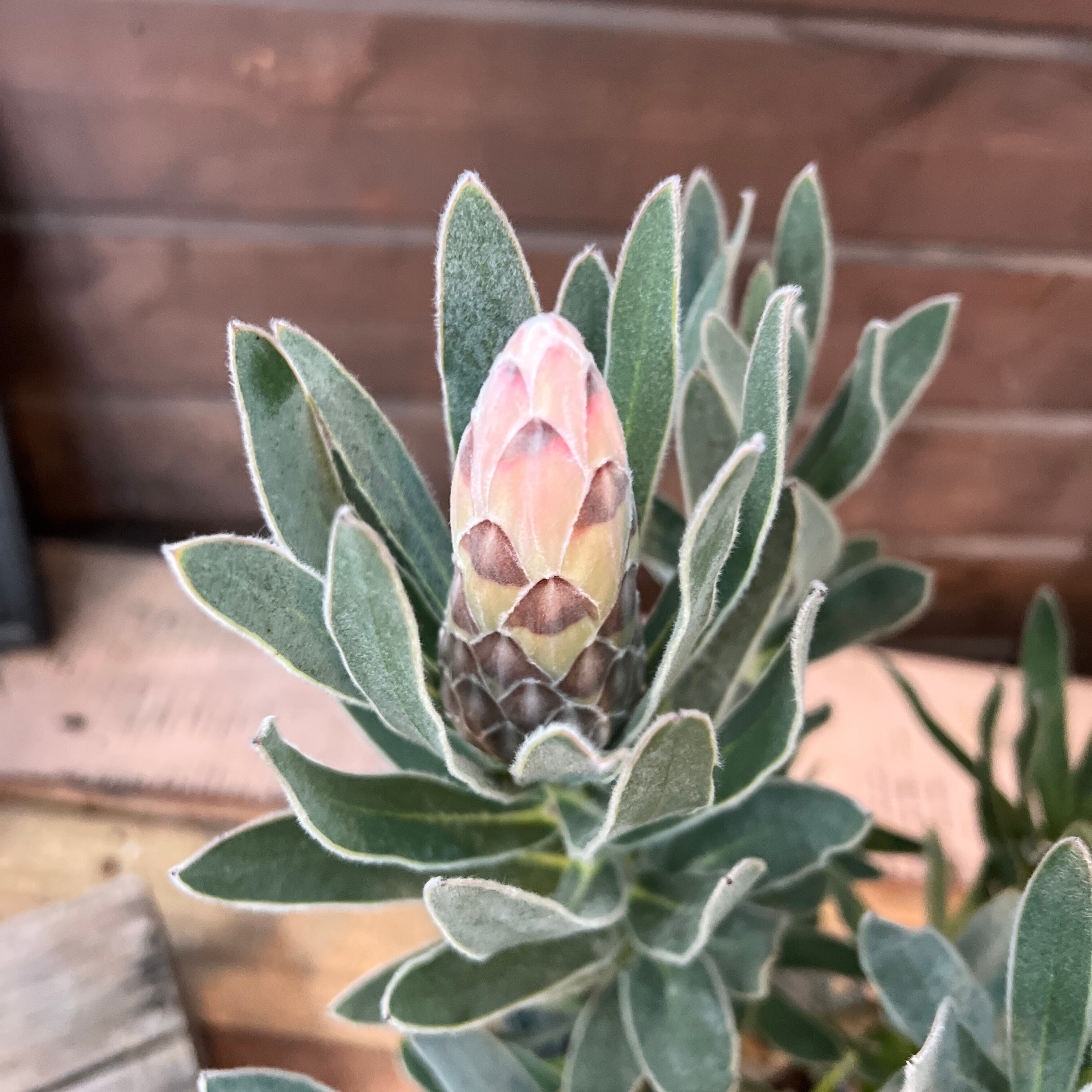 プロテア ピンクパール | 沼ノ上農園