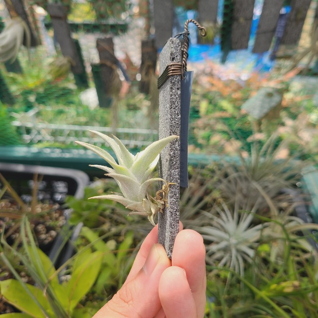 Tillandsia edithiae 'Green Form' Bolivia