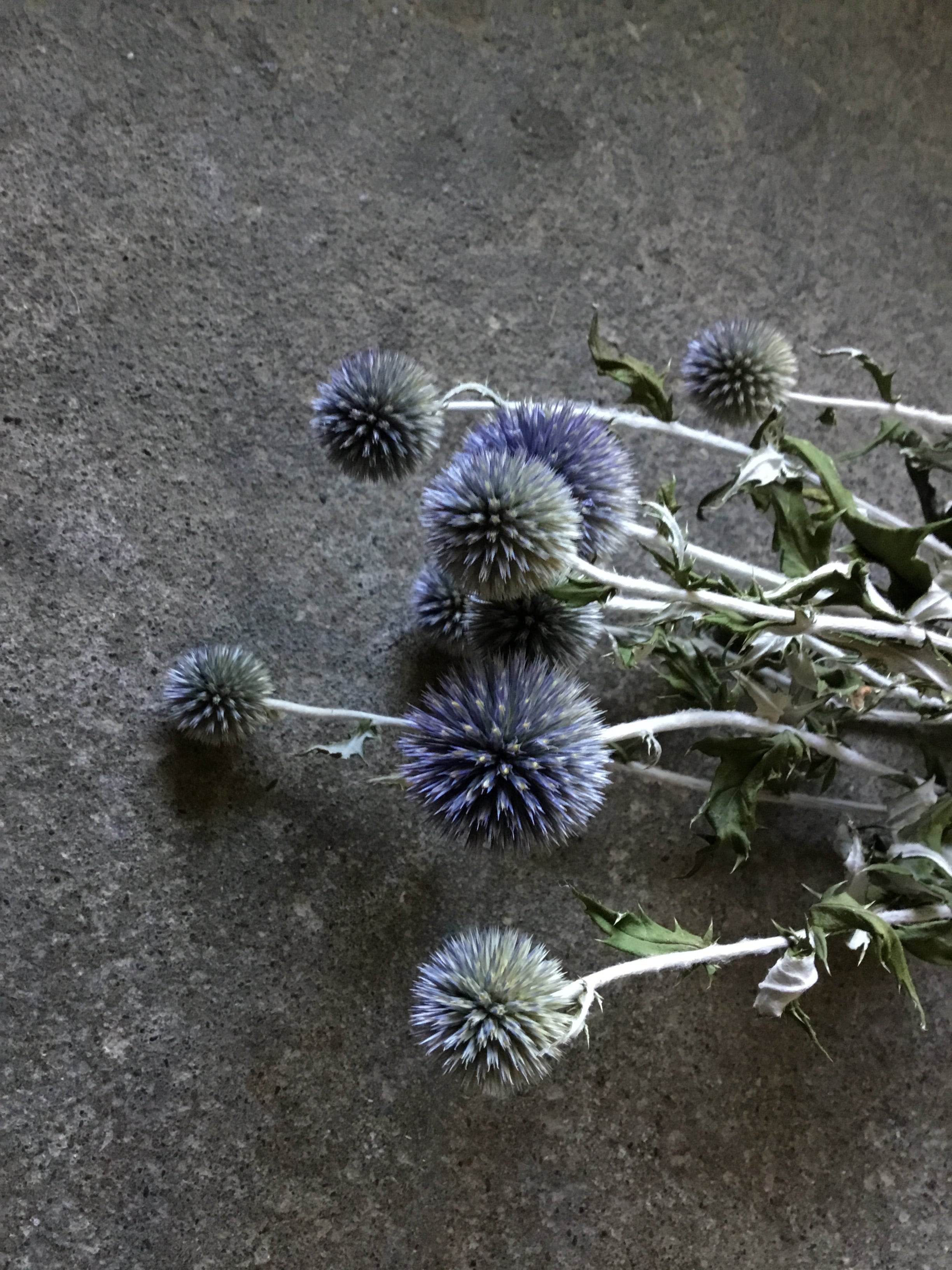 ルリタマアザミ ベッチーズブルー ドライフラワー | MEmENTO Dried