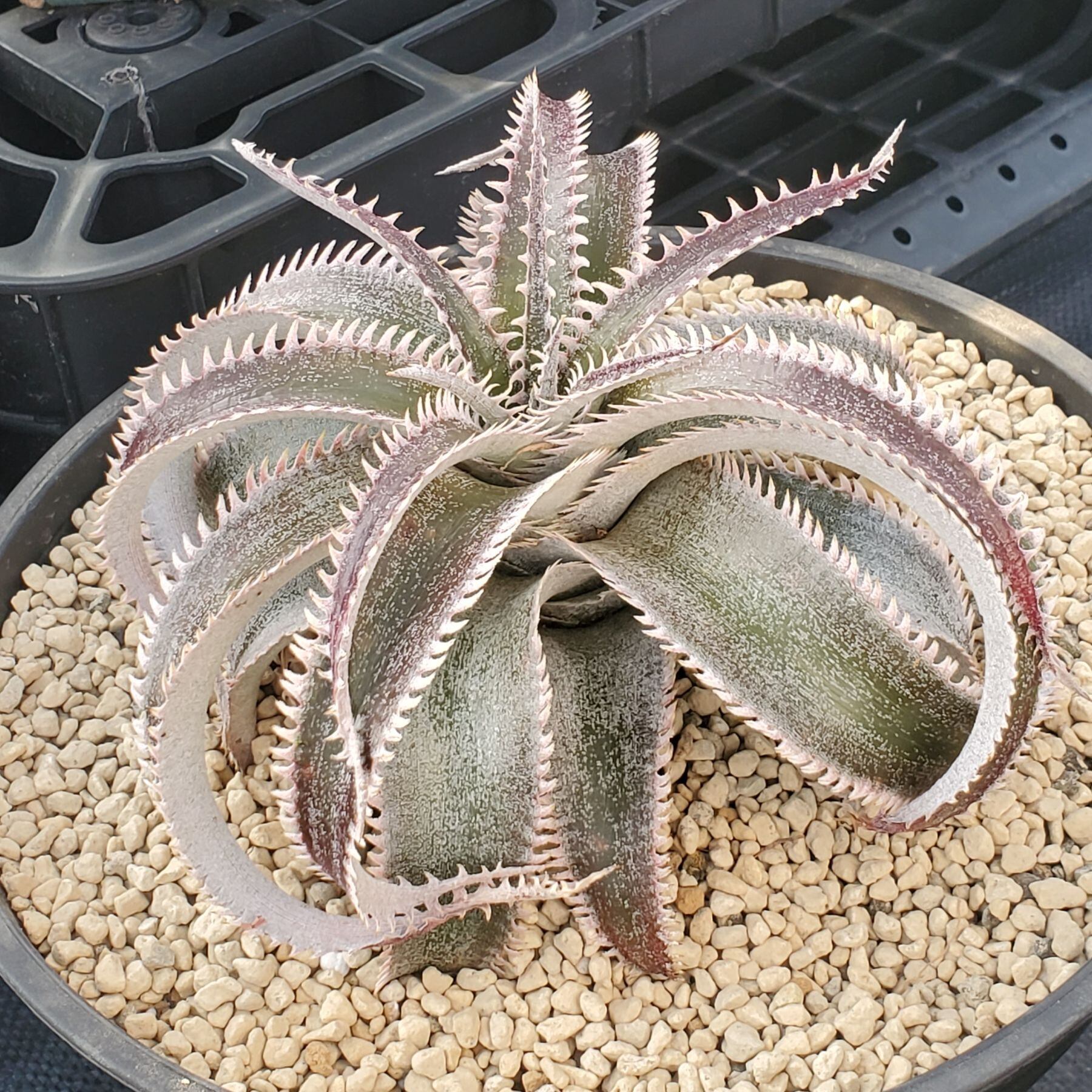 F00551_Dyckia 'Wasabi' (BCR:13644)：ディッキア・ワサビ（子株