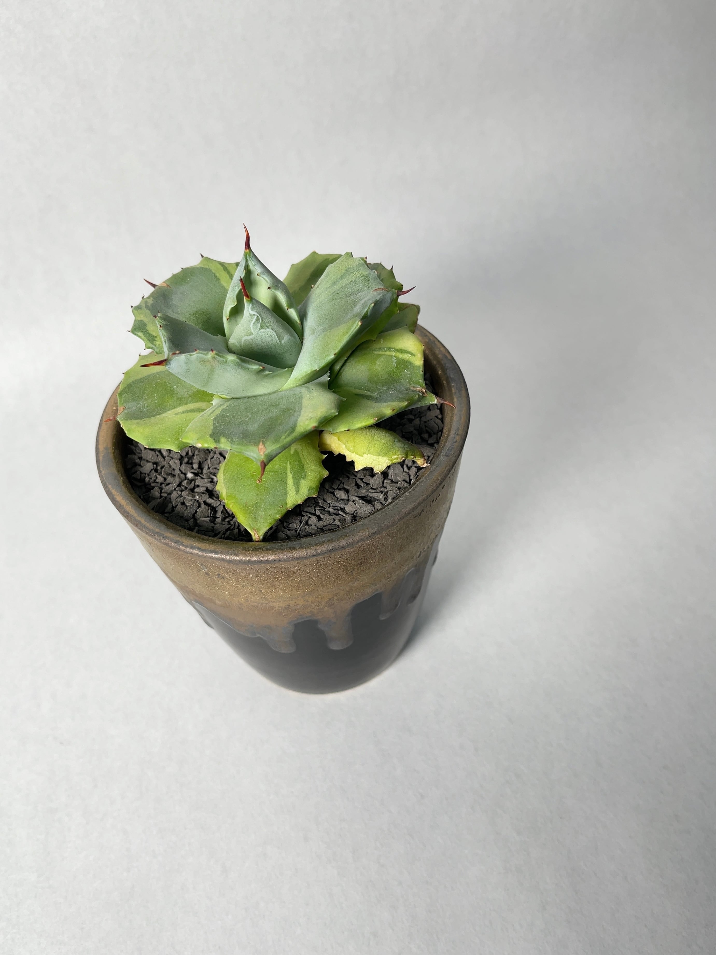 アガベ・王妃雷神白覆輪 | trigger