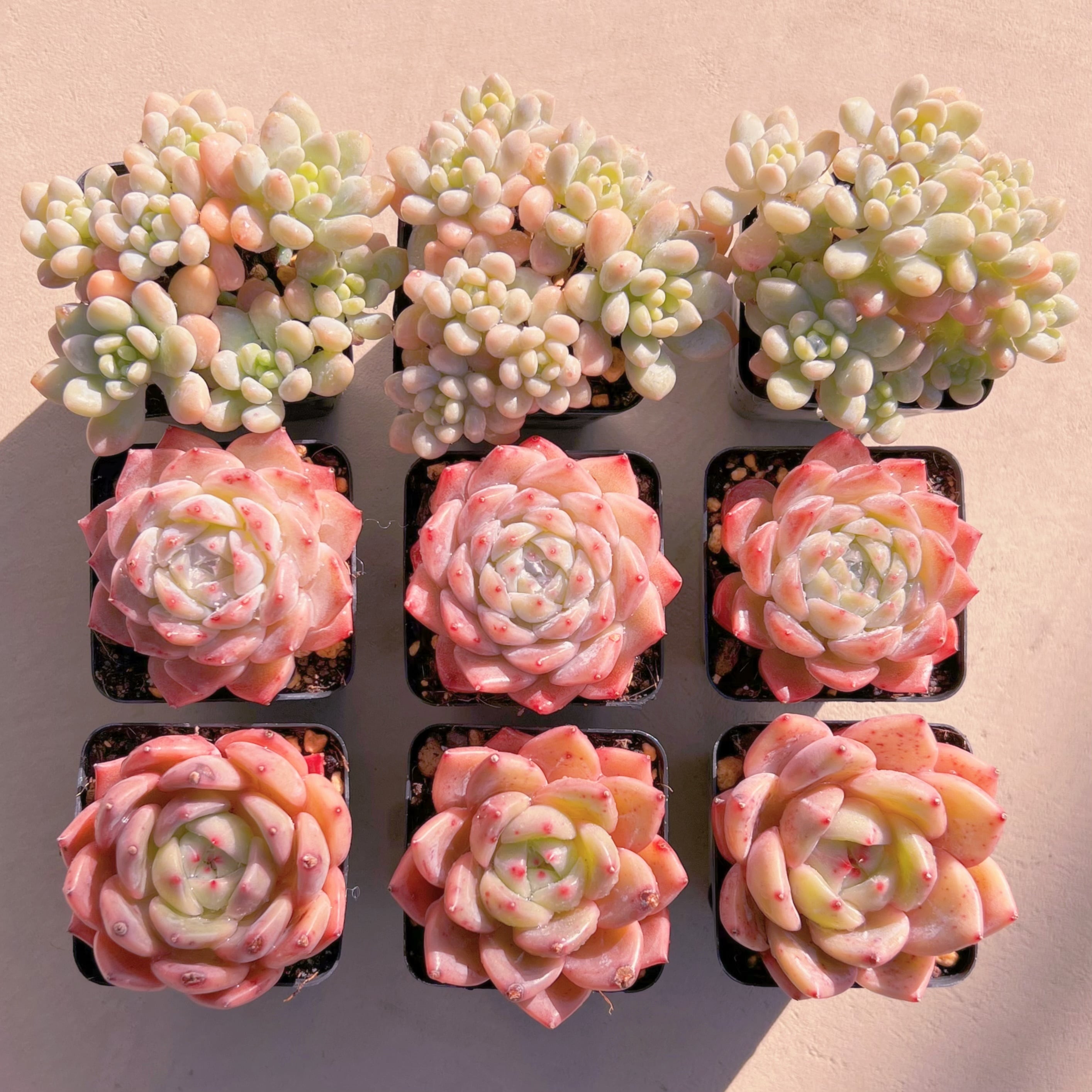 BASE販売会セットG