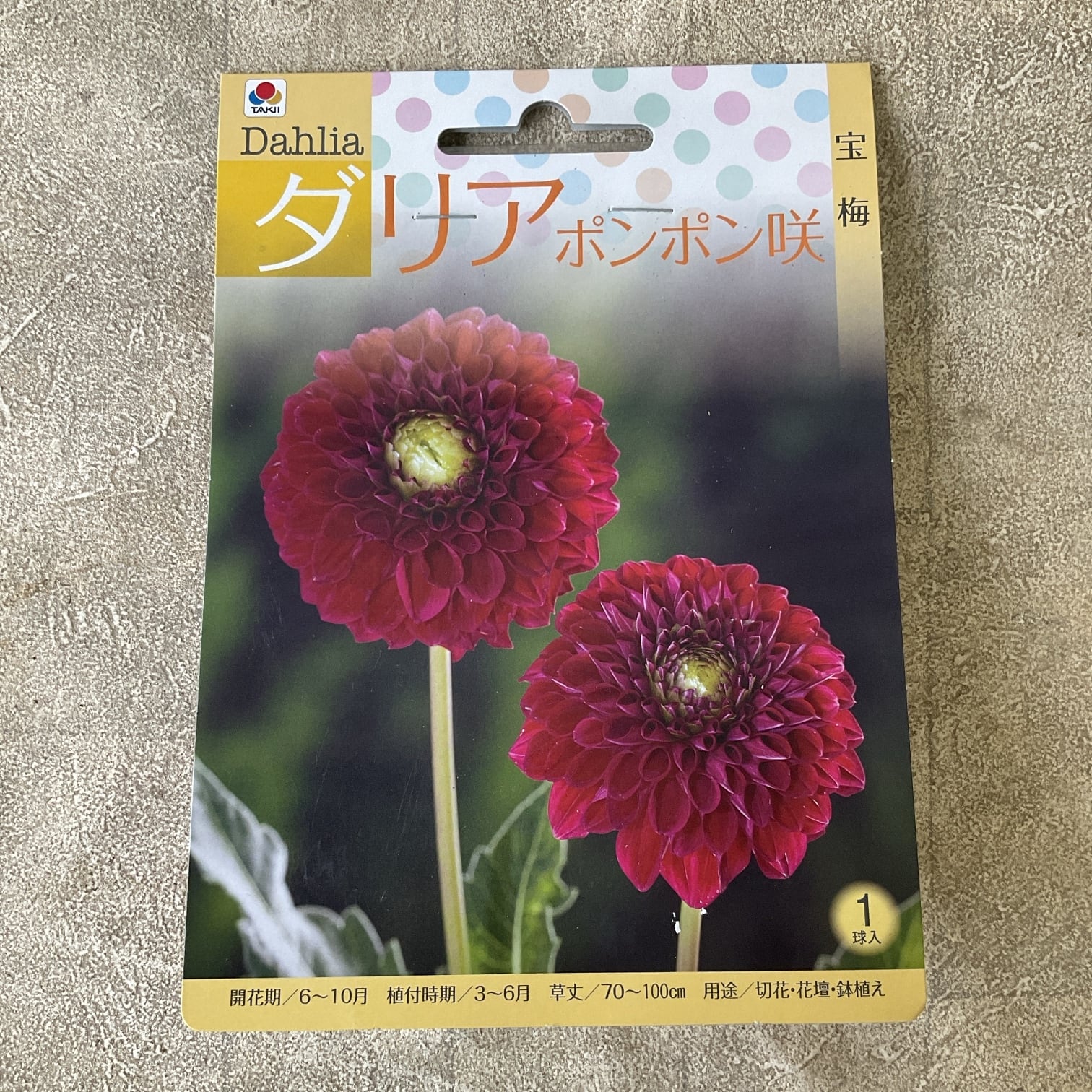 球根】ダリア 天真 1球入 サカタのタネ | 橋本種苗園