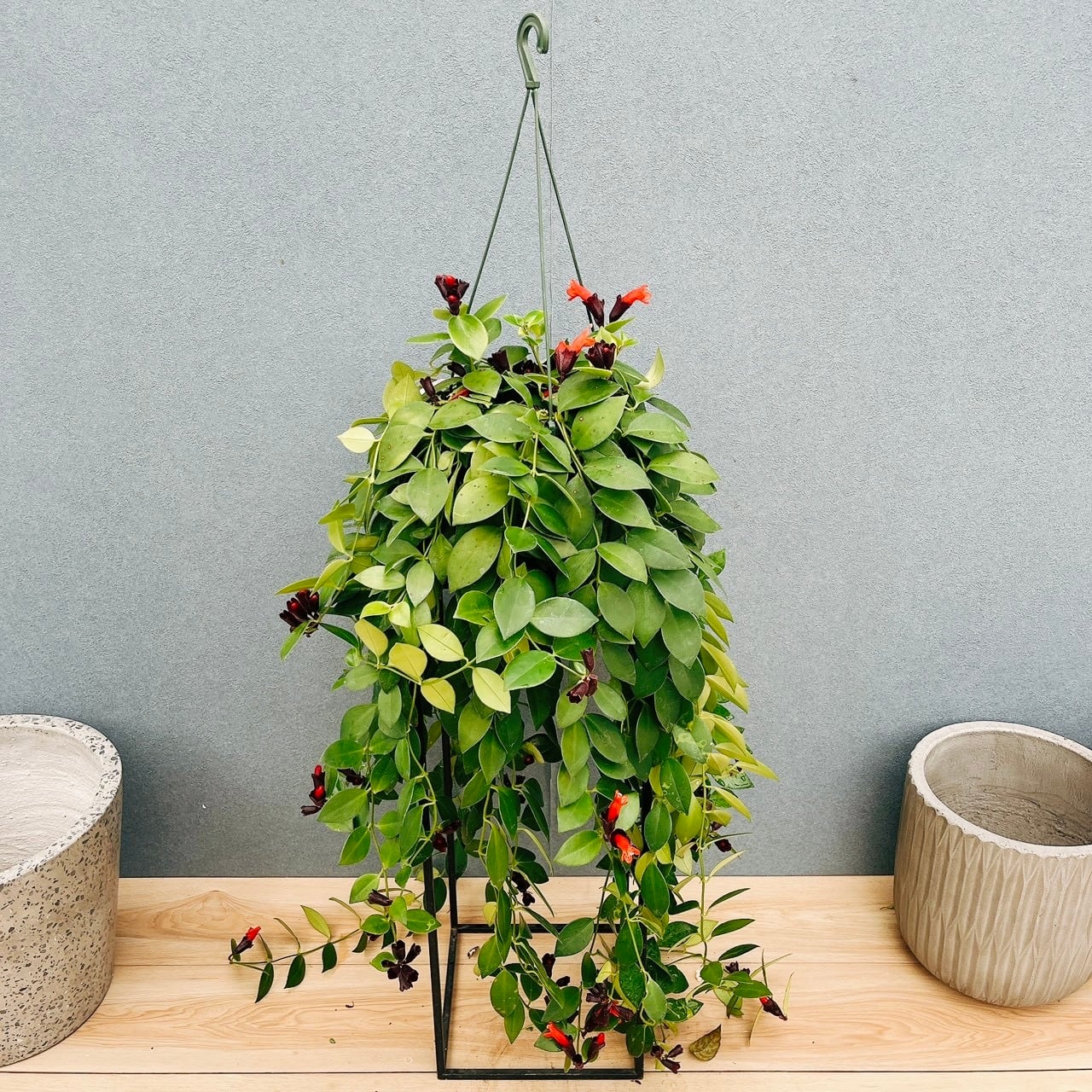 現品］7番 ドラセナ コンシンネ トリカラー 観葉植物 室内 8号