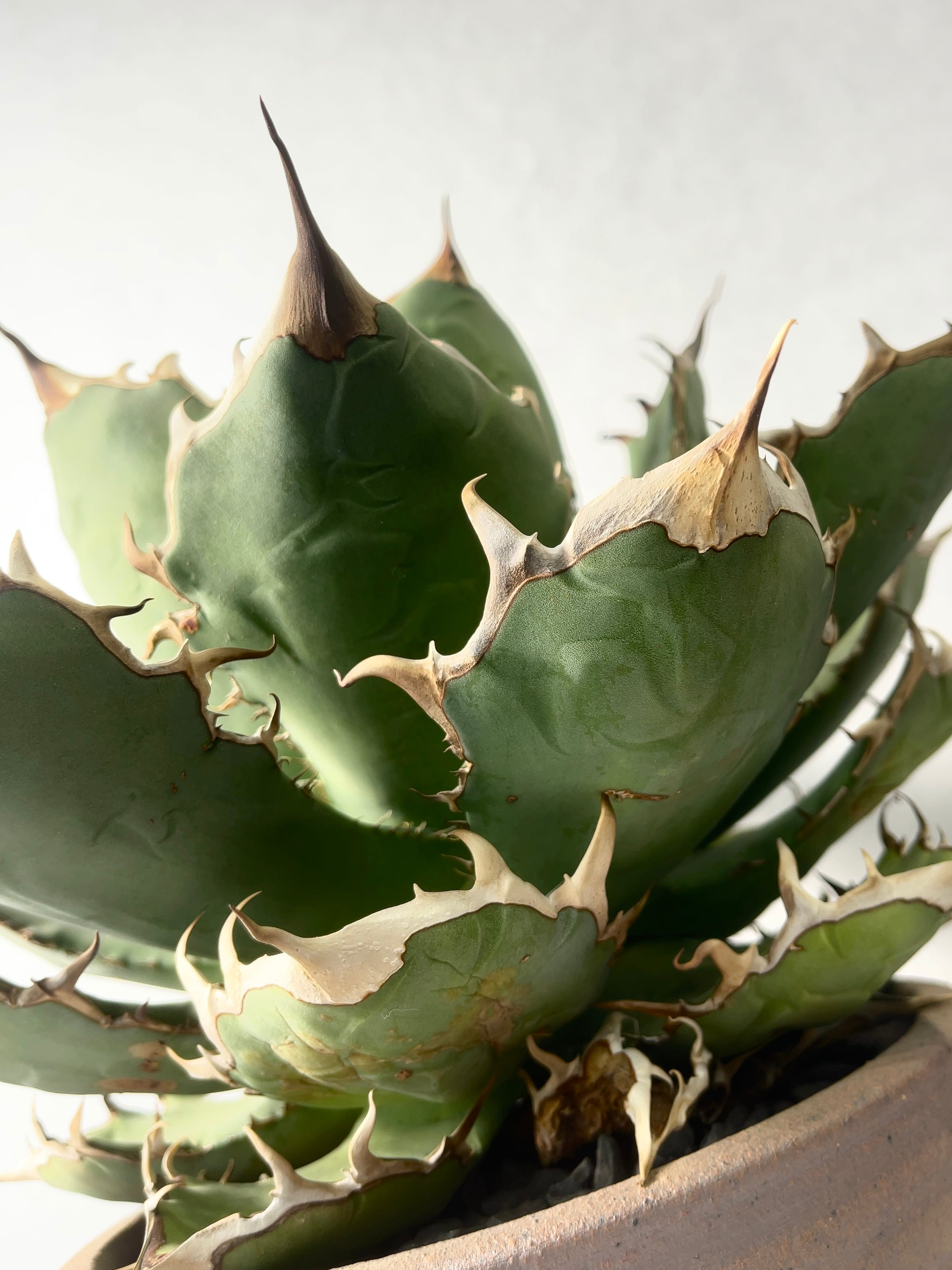 アガベ・チタノタブラックスパイン | trigger