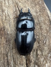 【WD】《アルキデスヒラタ アチェ産 83.5mm 胸幅35.1mm ペア》