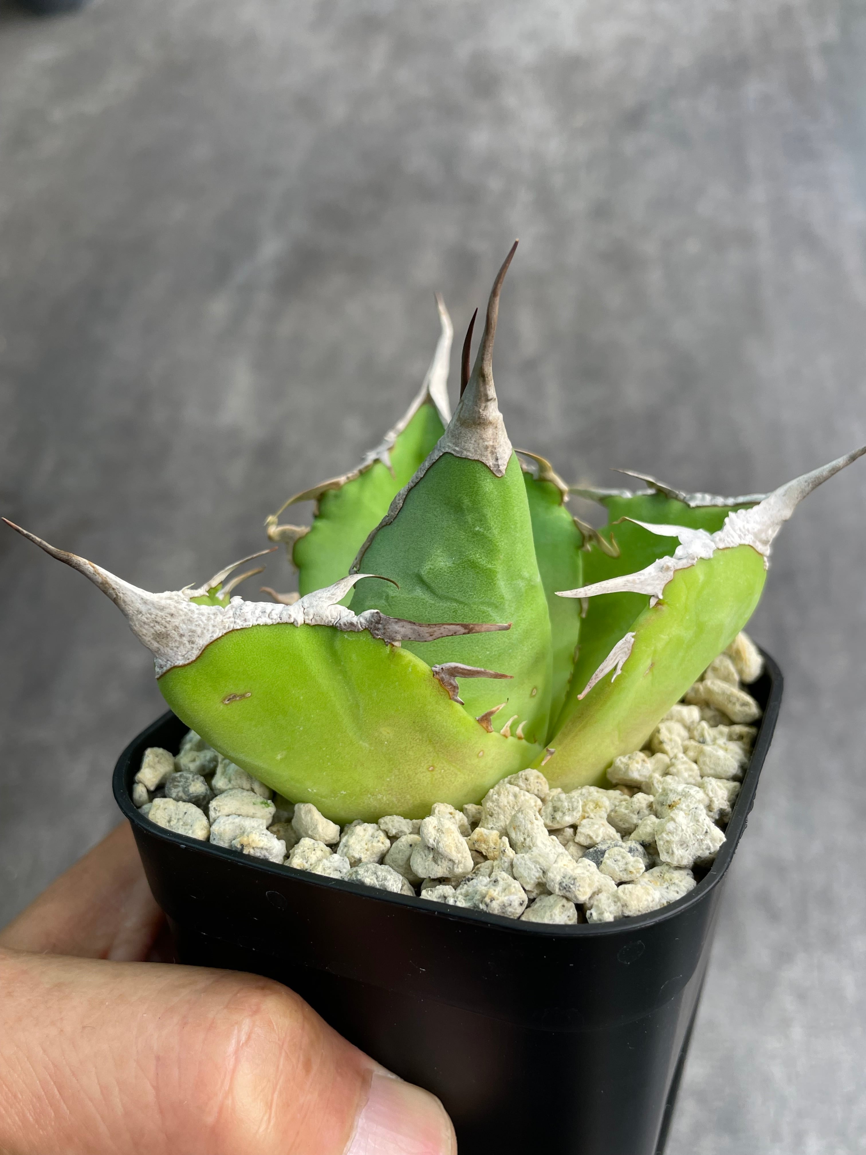 アガベ チタノタ '毒液 ' Venom ヴェノム | inco堂植物園