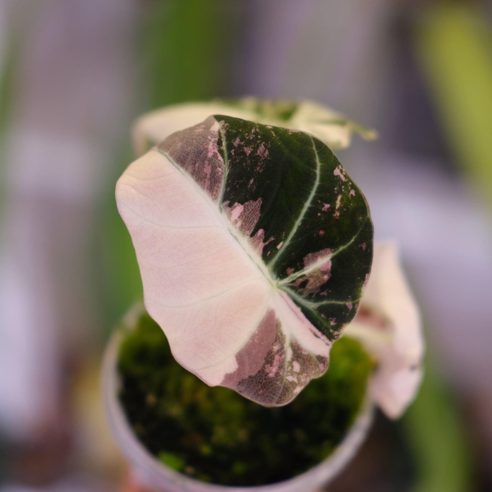 Alocasia アロカシア ブラックベルベット ピンク 斑入り 激レア アロカシア ブラックベルベット ピンク斑入り 組織培養苗 順化