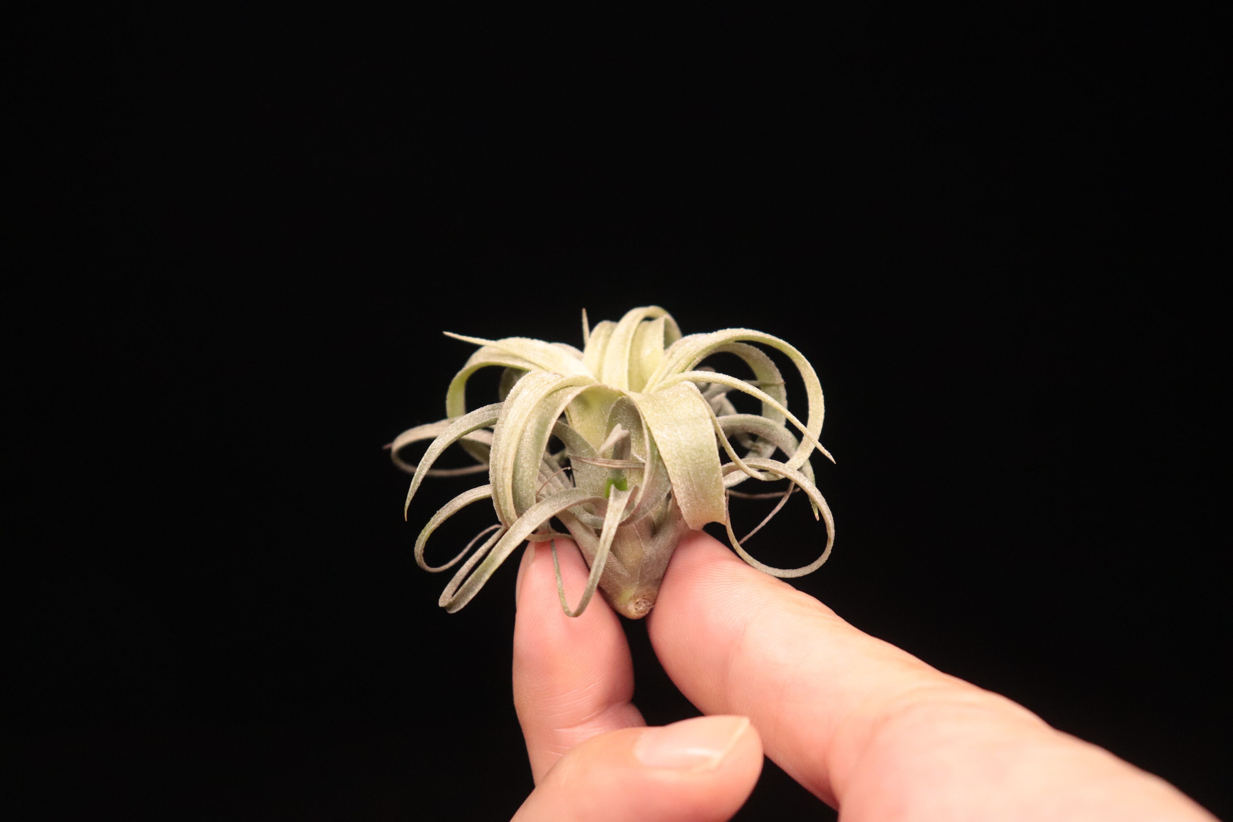 reserved】lorentziana × streptophylla 'Mexico'〔エアプランツ〕現品