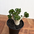 Adenium arabicum "Curly"【アデニウム・アラビカム・獅子葉】