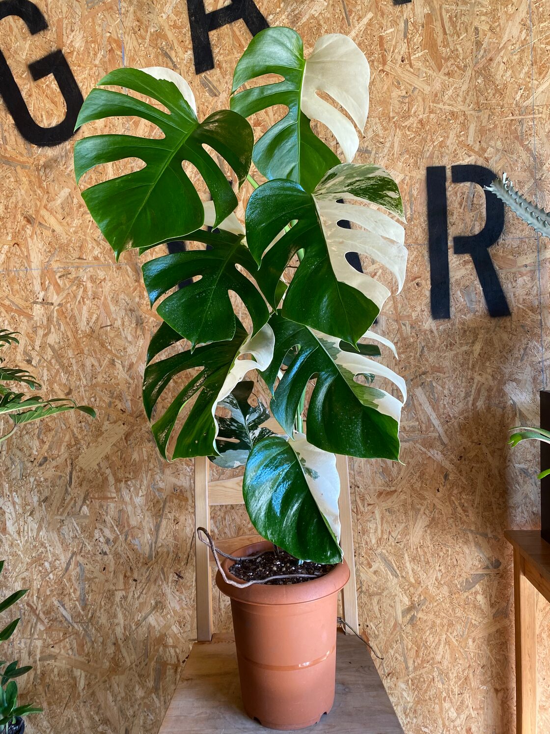 モンステラ ボルシギアナ ホワイトタイガー 散斑入り（ホワイト  