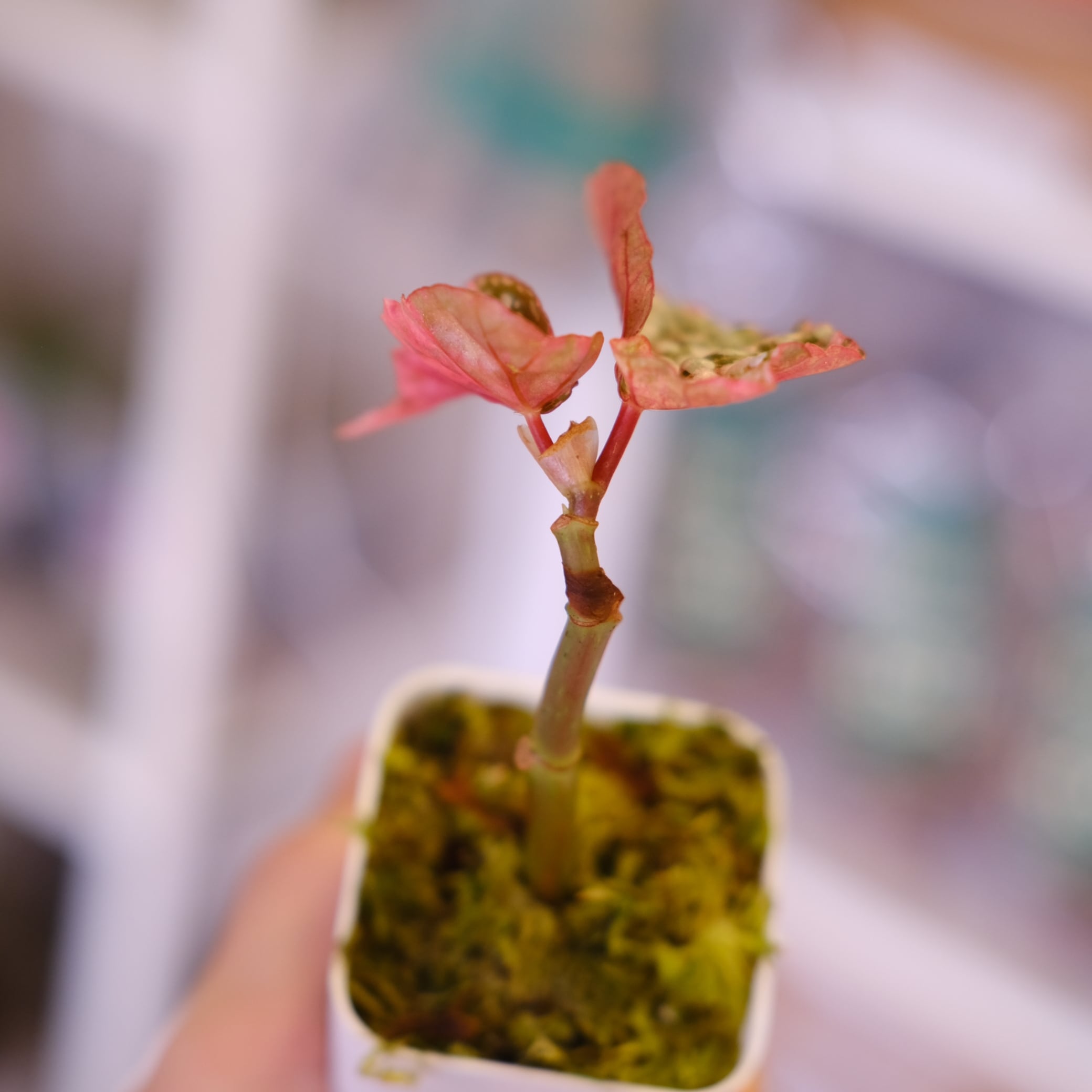 Begonia Snow Capped Variegata⑤｜ベゴニア スノーキャップド 斑入り