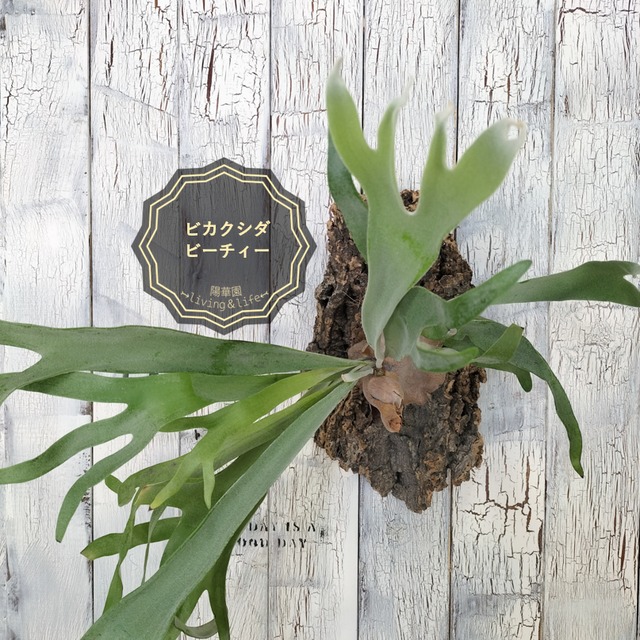 【SELL】ビカクシダ ビーチィー コルク壁掛け　観葉植物