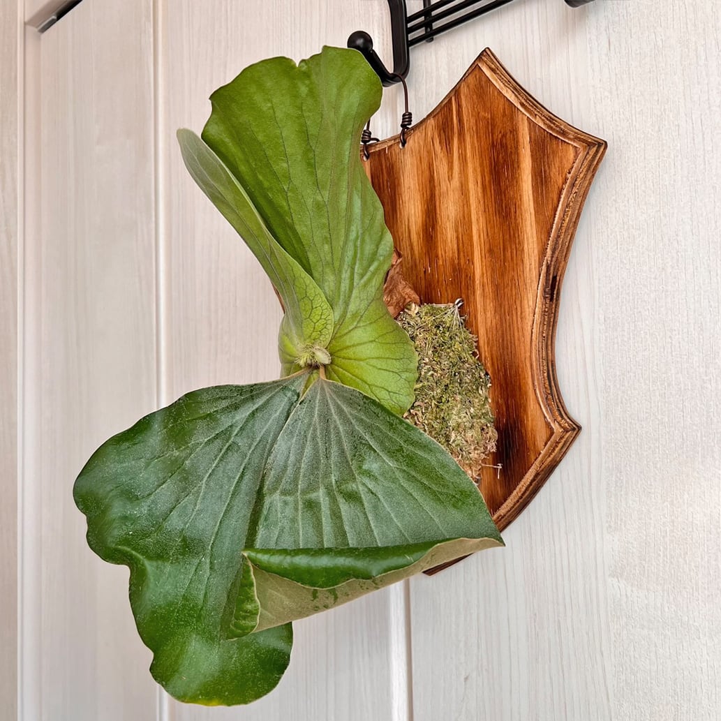 ビカクシダ エレファントティス 中株 板付 【観葉植物 壁掛け コウモリ