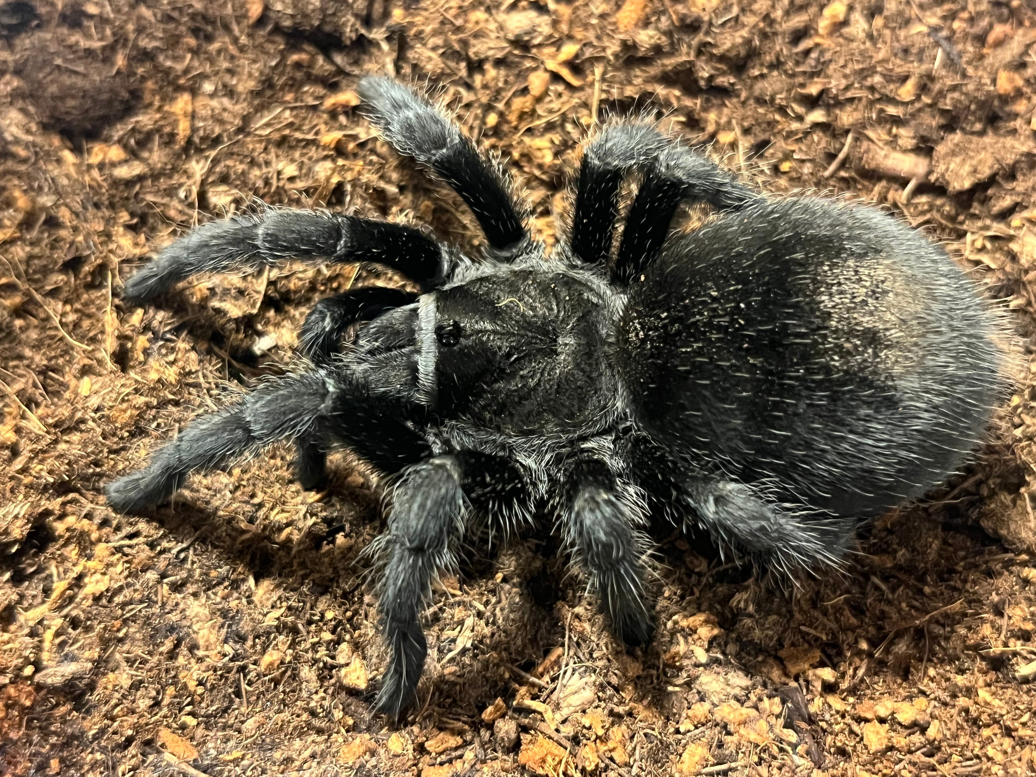 極美展足】イエロージャイアントヒヨケムシ タランチュラムカデ