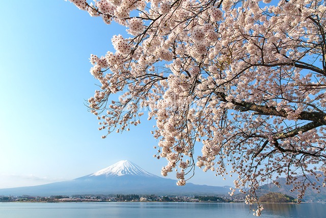 河口湖からの桜と富士山［富士河口湖町］