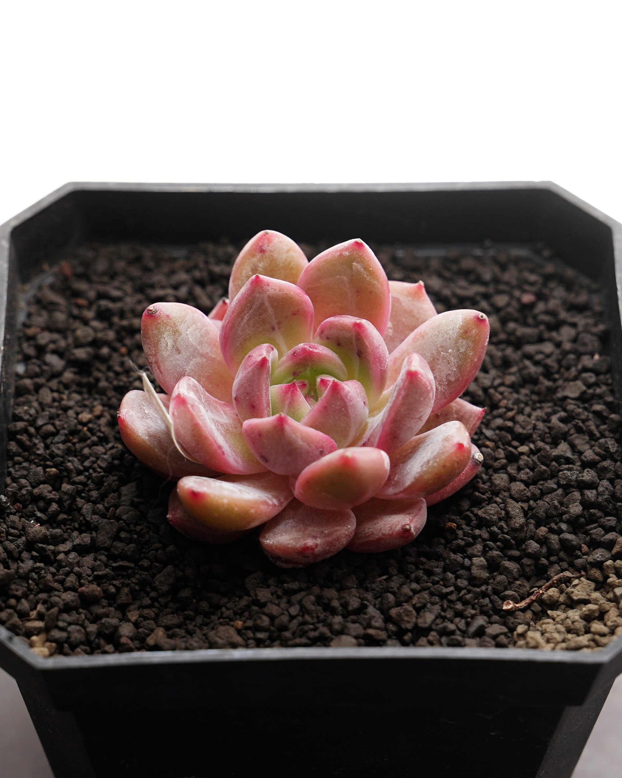 no. 37  葉挿し　発根もしくは発芽済み＋マーガレットレッピンのカット苗 no. 37 葉挿し 発根もしくは発芽済み＋マーガレットレッピンのカット苗