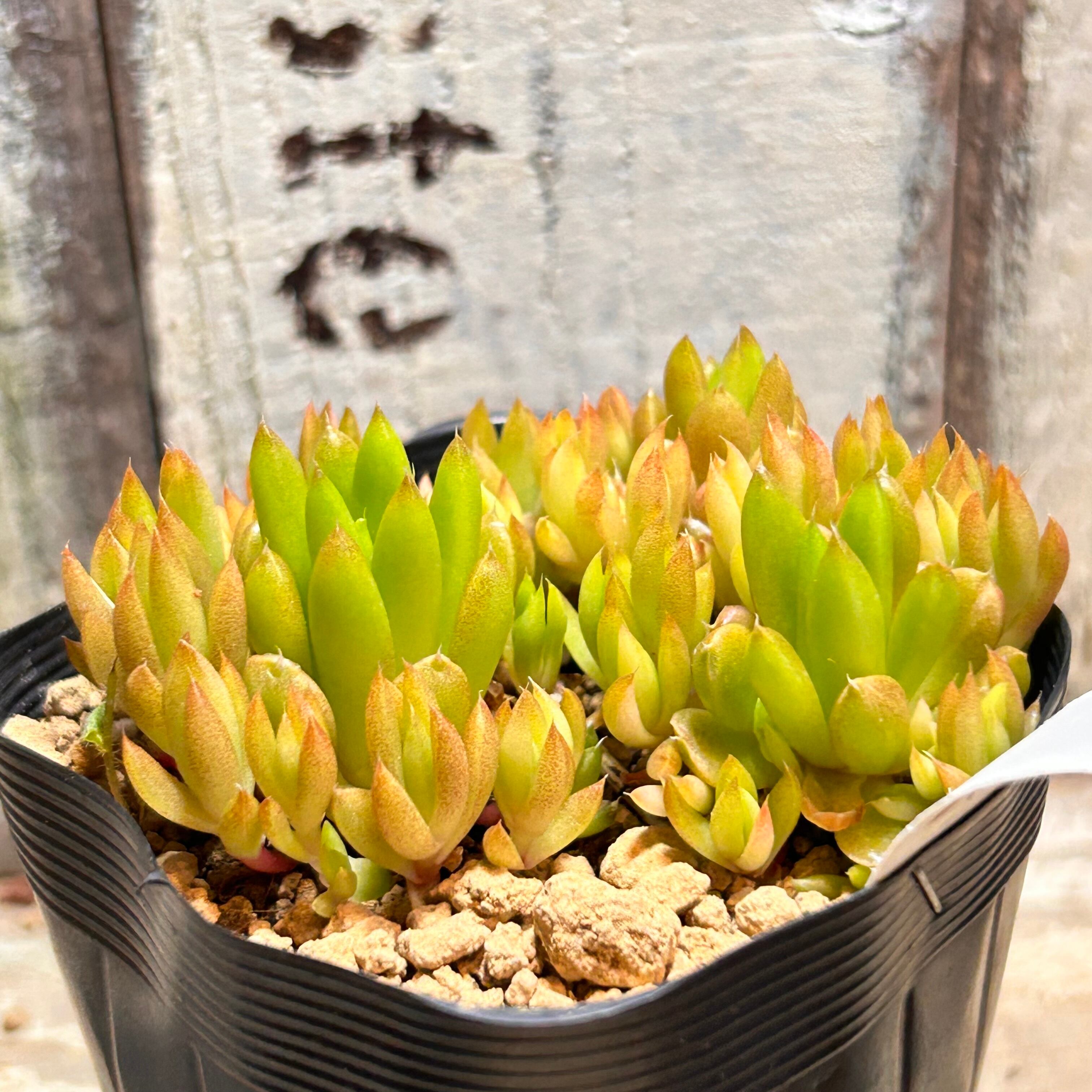 爪蓮華錦 | RuPo 多肉植物専門店