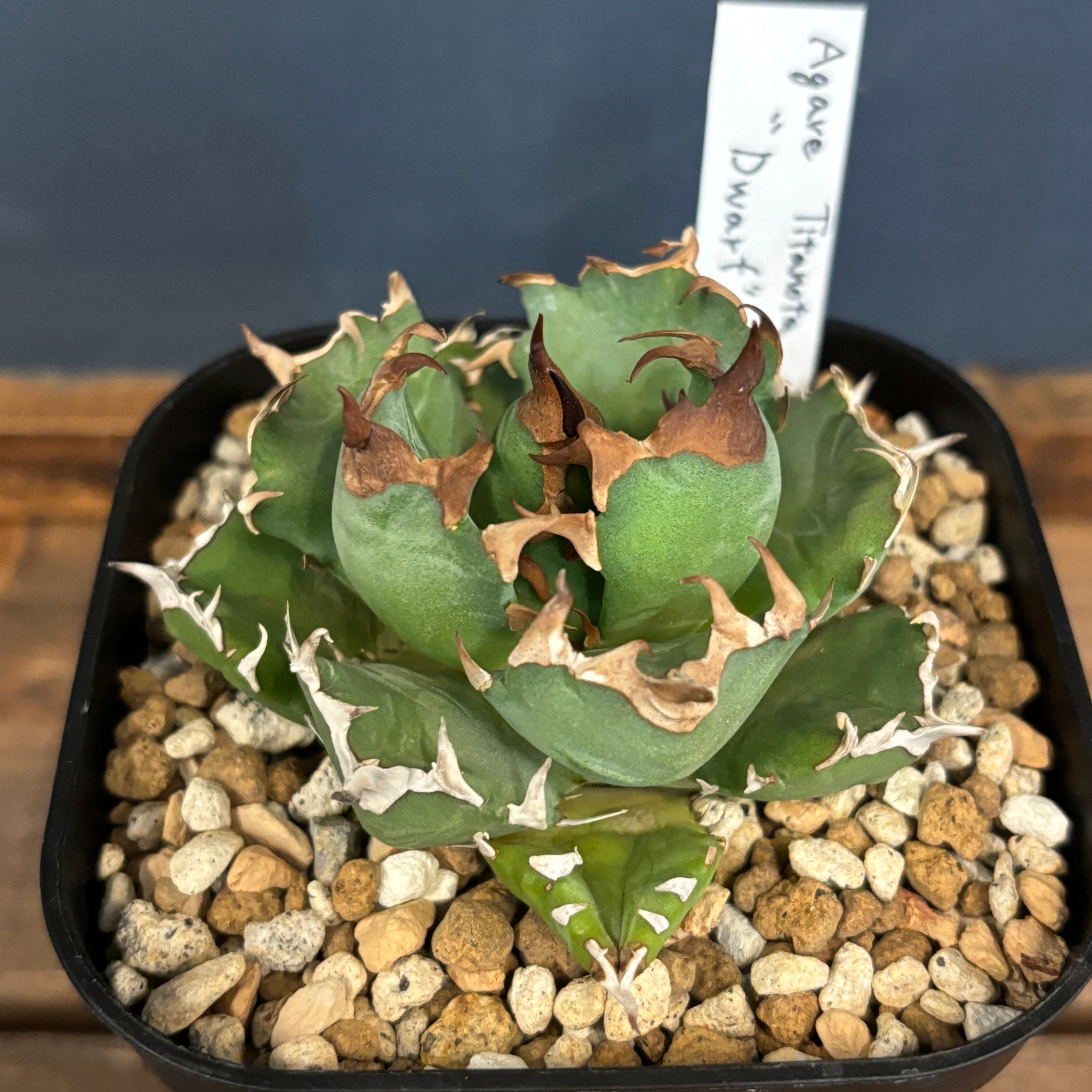 アガベ チタノタ ドワーフ【160】