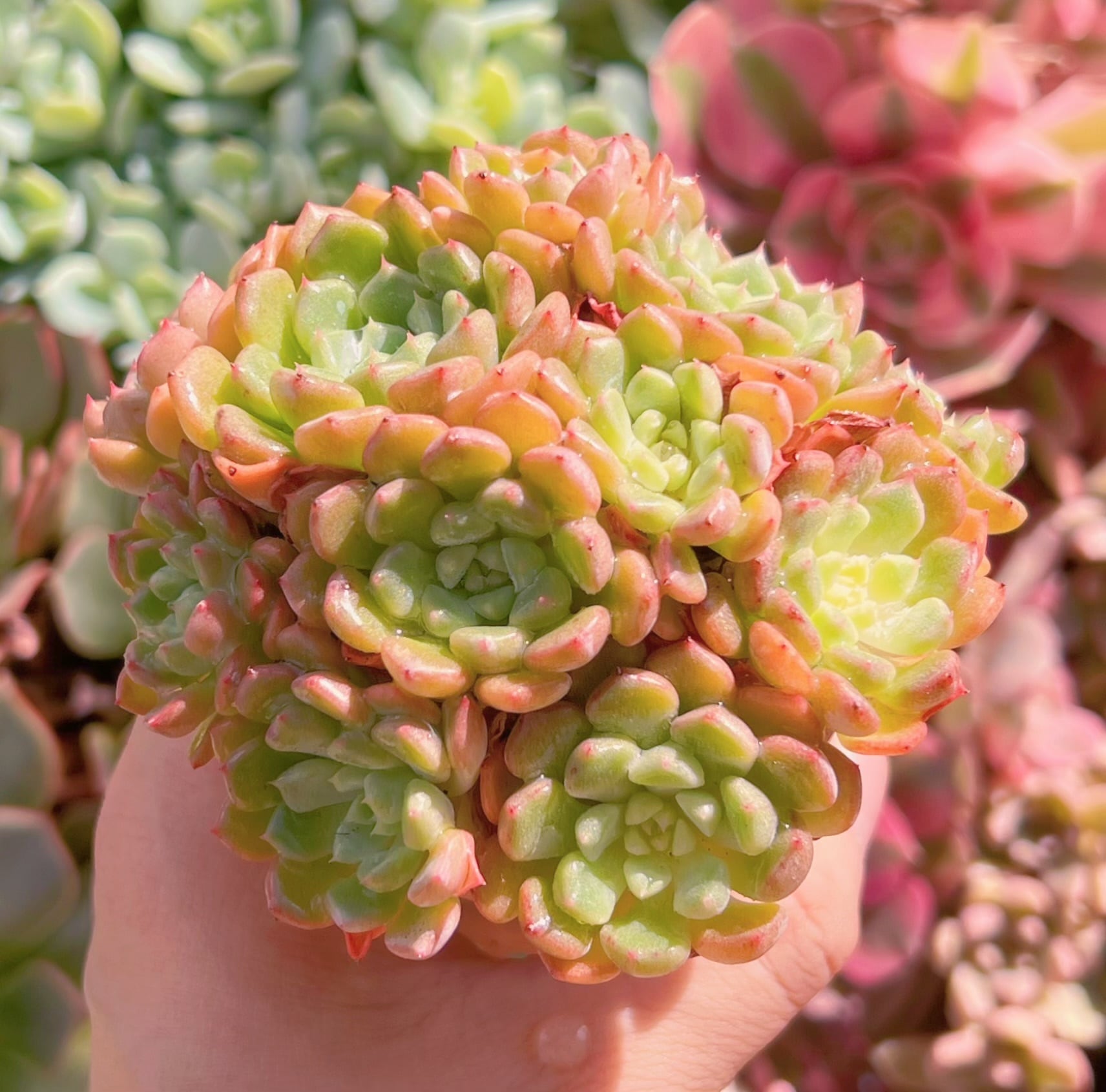 多肉植物 ピンクバブル 群生 新入荷 るる農園 | るる農園~多肉植物専門