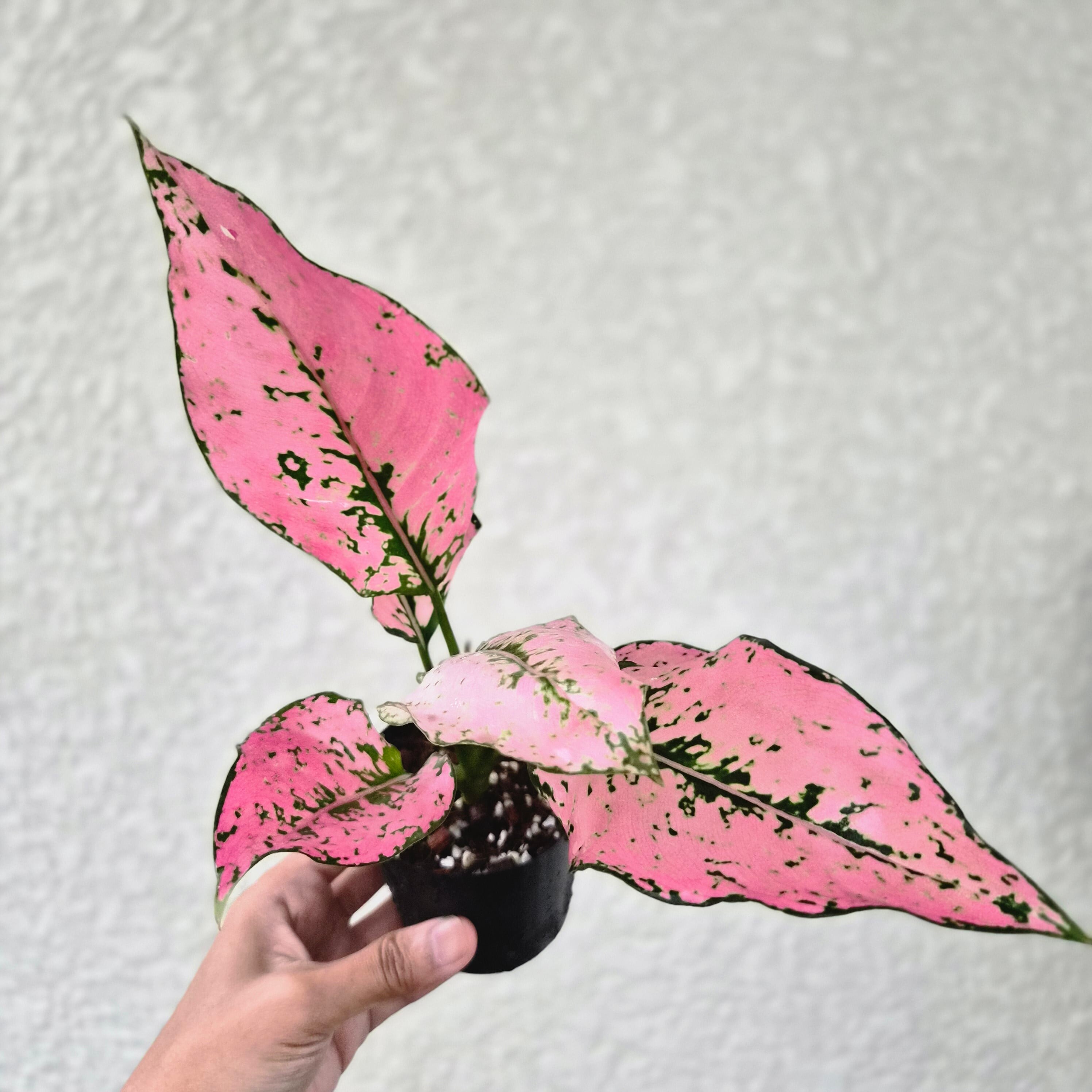 《Aglaonema Tri-Petch Pink》アグラオネマ トリペッチ ピンク 観葉植物 /ポット発送