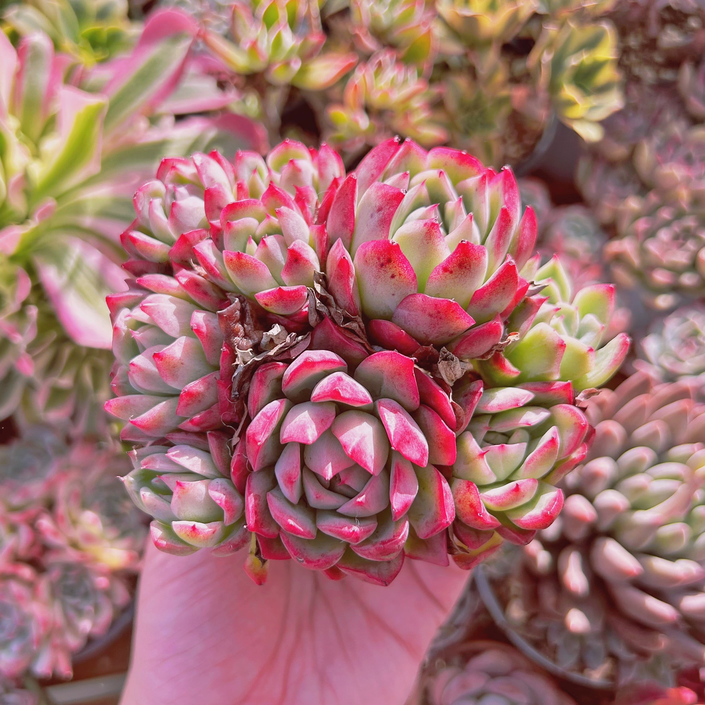 多肉植物　Echeveria クリームベリーxルビン　5頭以上　特大群生