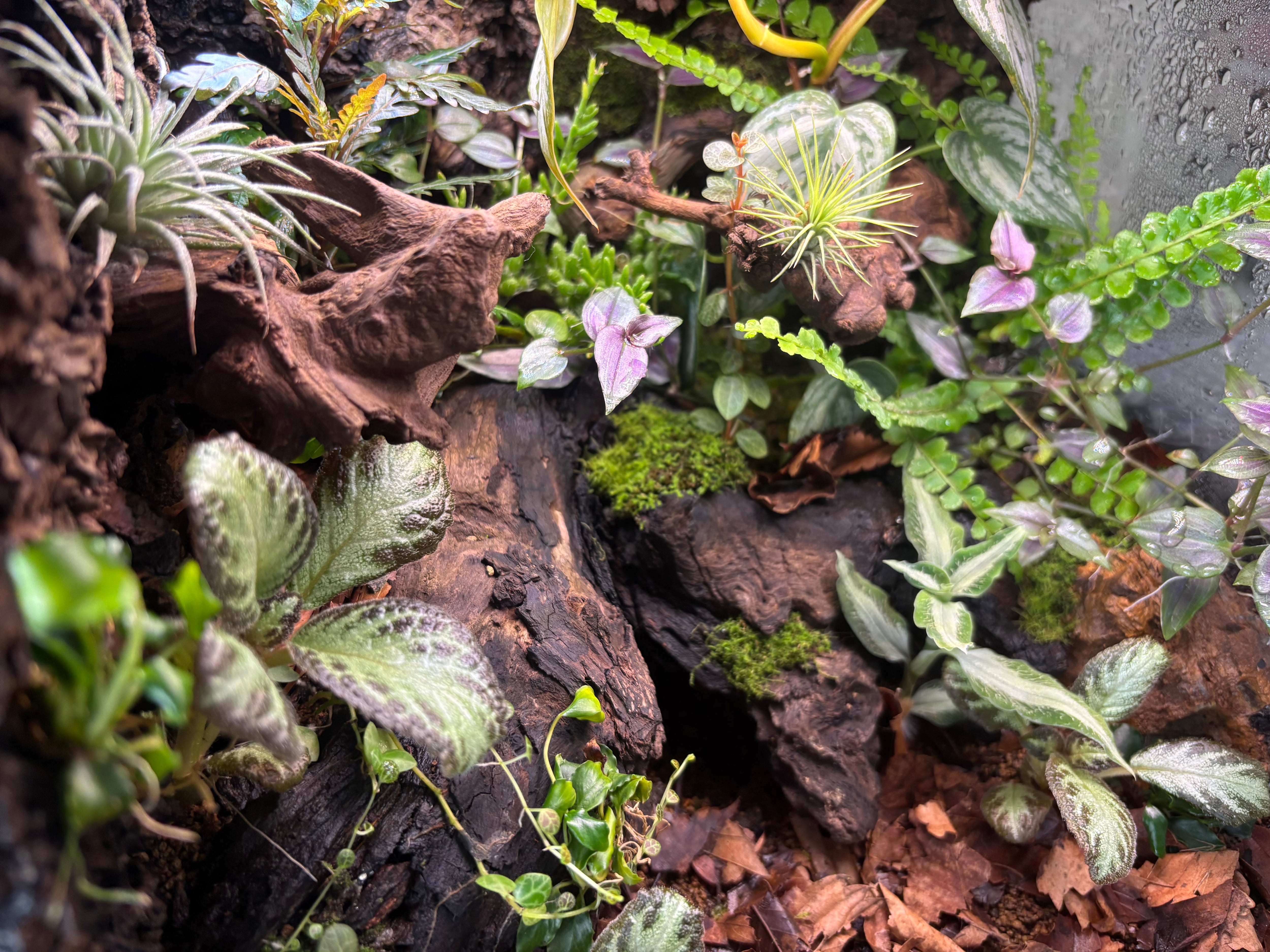 旧グラステラリウム3030 多湿系ビバリウム | SCALE_VIVARIUM | 蝉