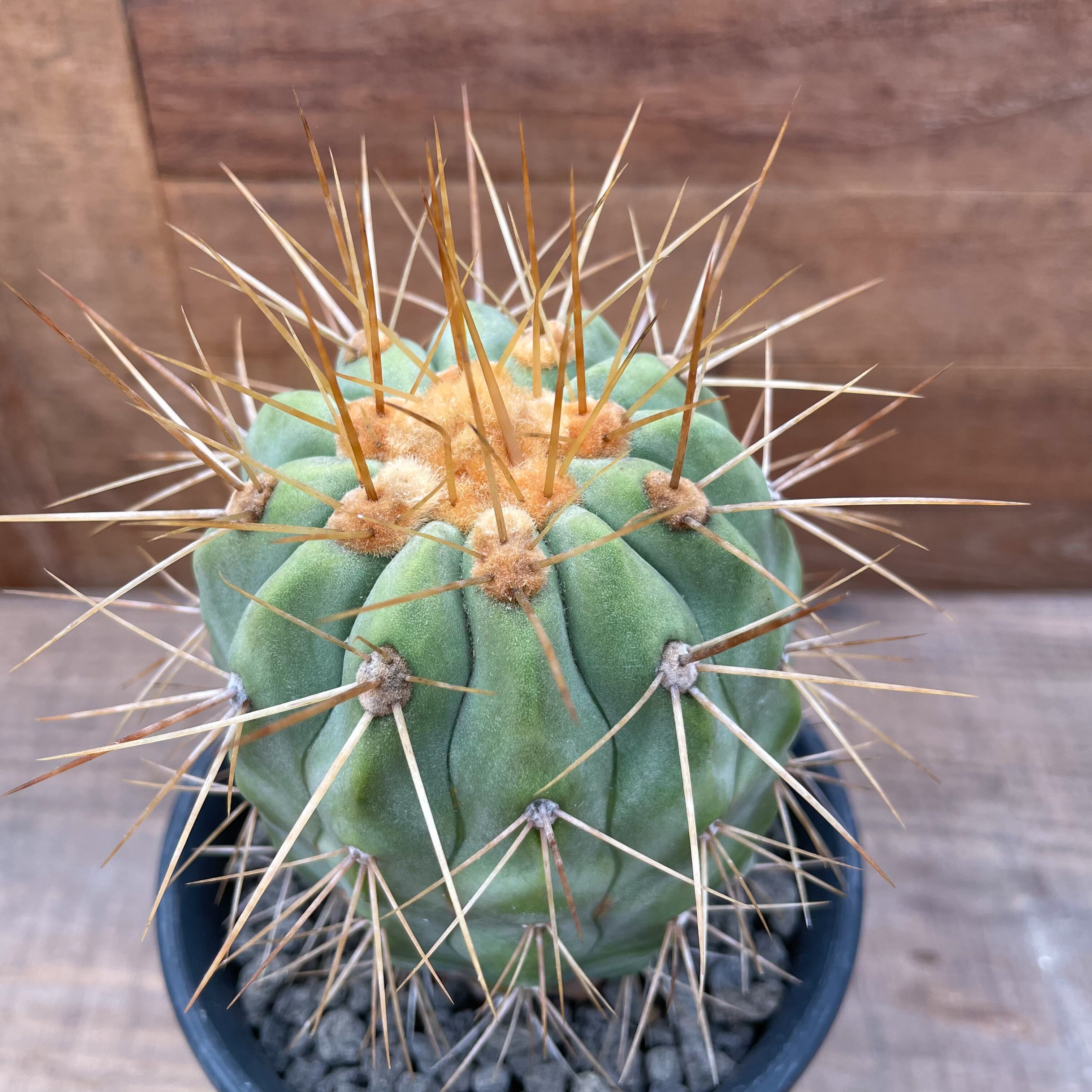 Copiapoa gigantea【コピアポア・ギガンティア・実生】 | RIMO 