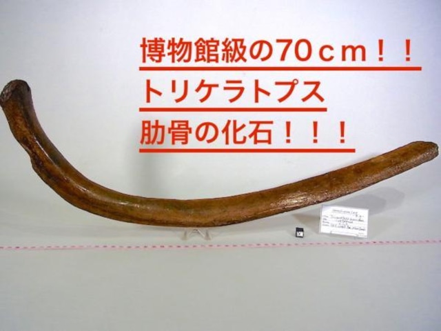 【 化石 】恐竜化石 トリケラトプス Triceratops 肋骨（リブ）70cm 博物館級!!