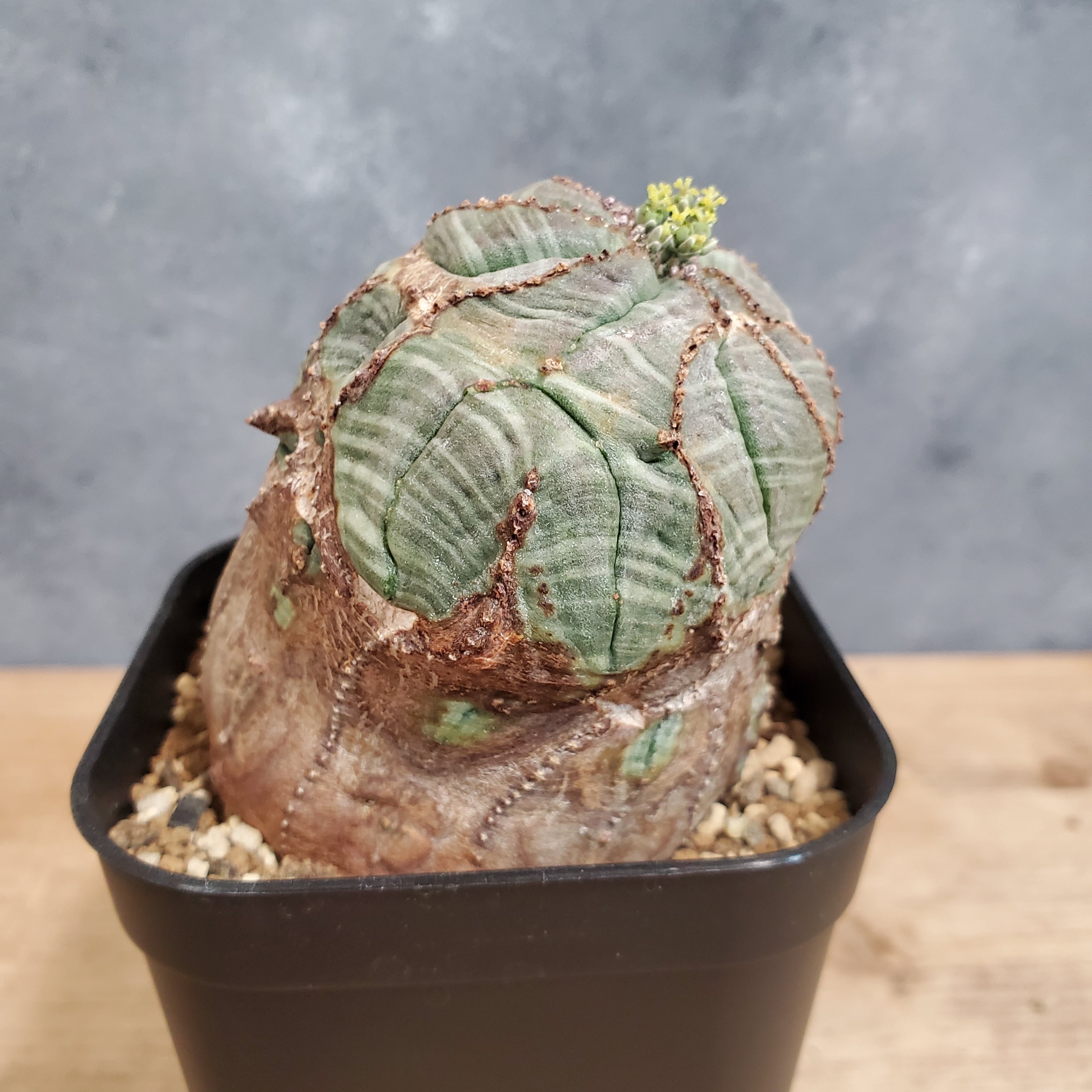 大株モンスト!!】メス株 Euphorbia Obesa ユーフォルビア オベサ 木質