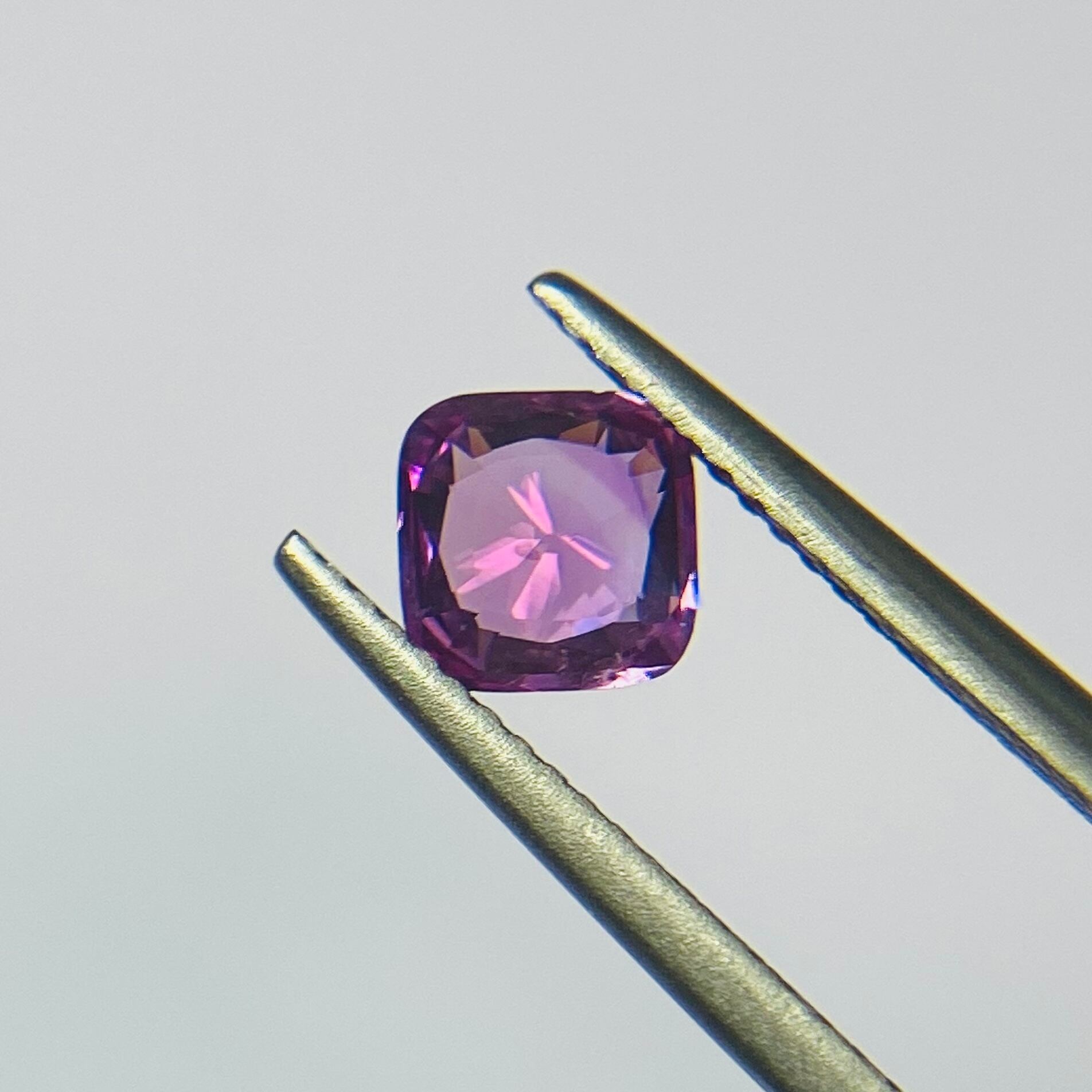 秘蔵っ子 モテピンクサファイア