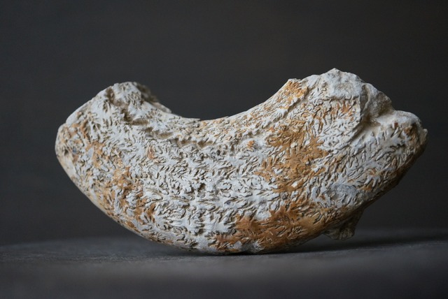 イングランド産ダクティリオセラス化石 Dactylioceras commune 1162