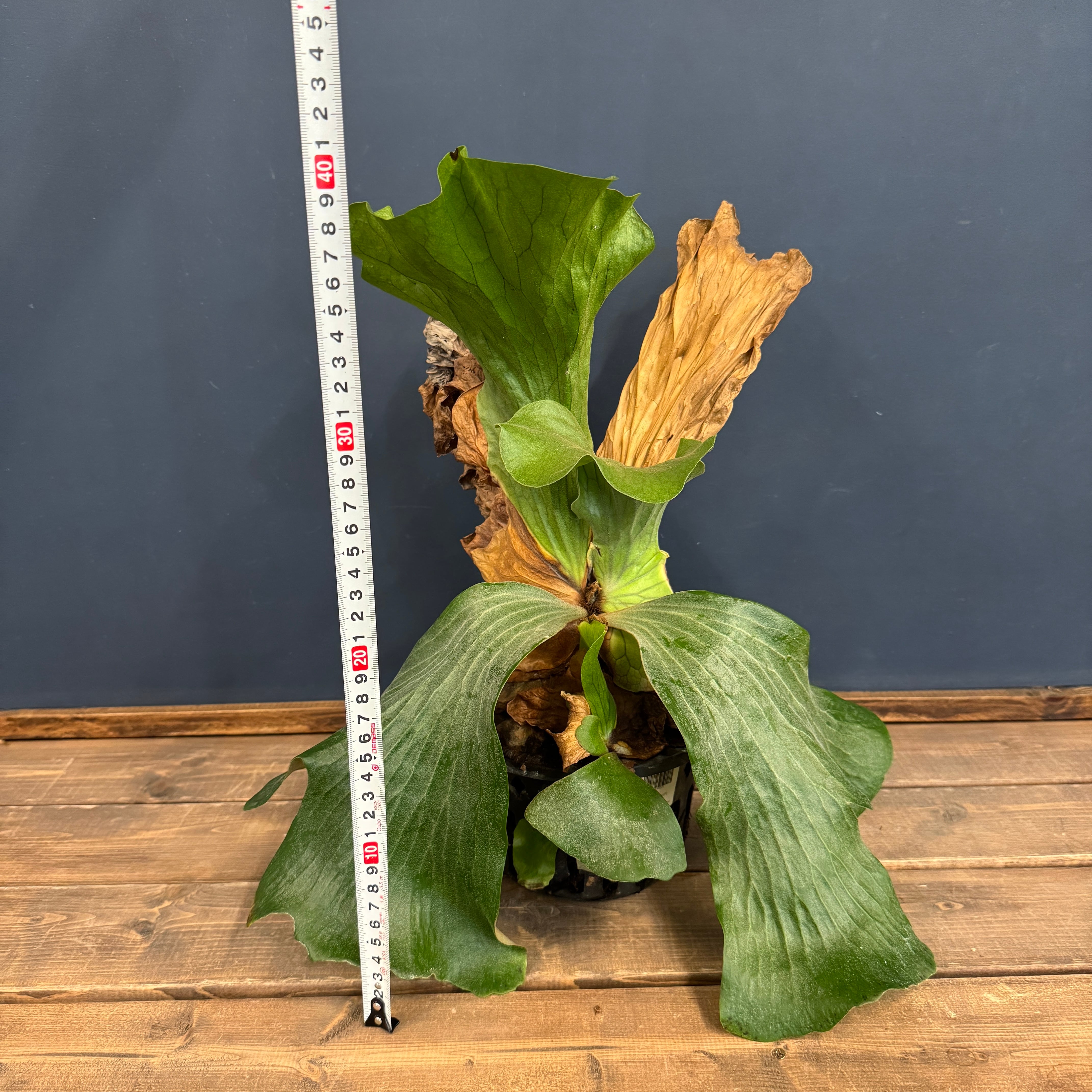 ビカクシダ Neptune【397】 | PROTOLEAF プロトリーフ