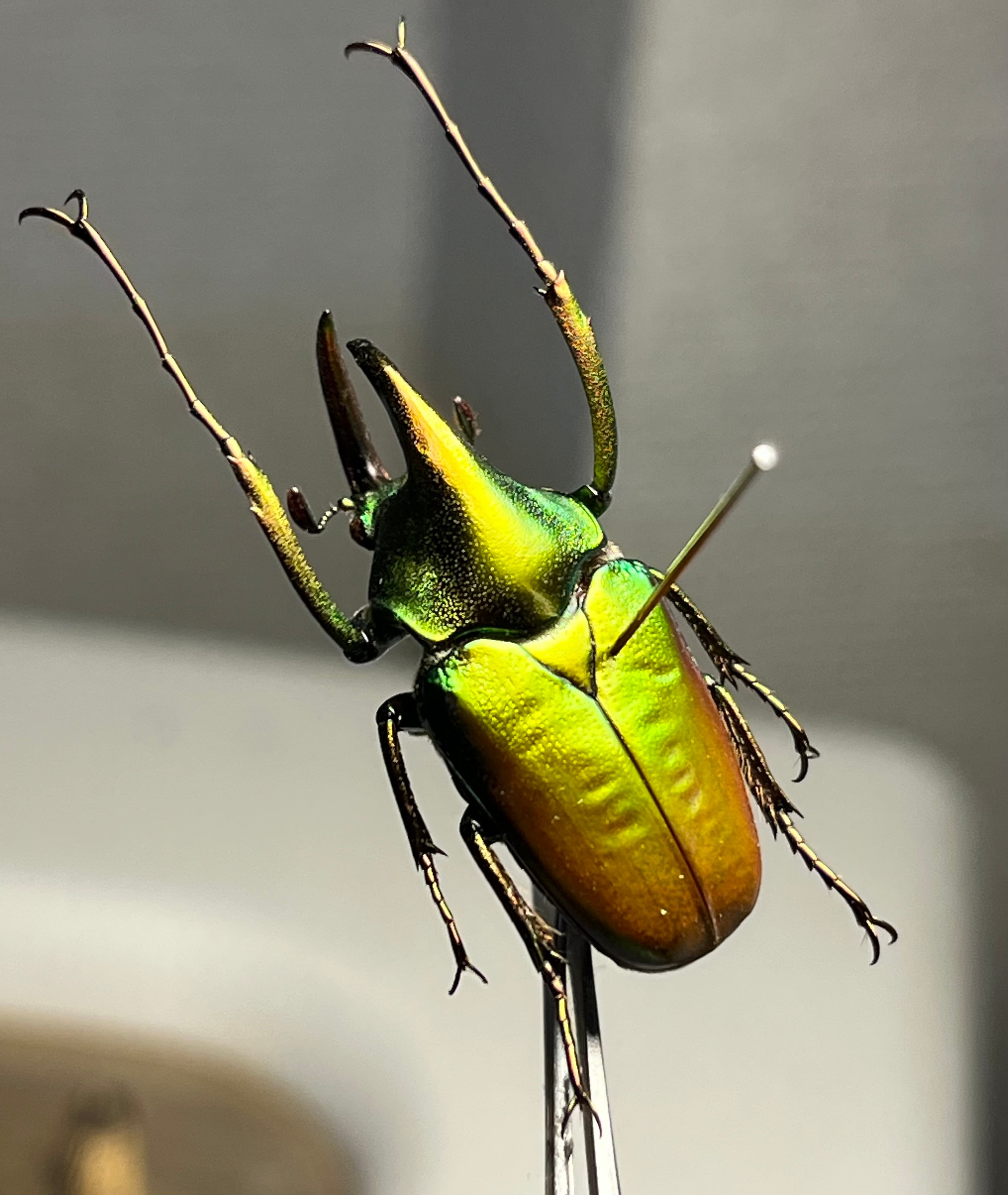 21mm】ライオンコガネコガネムシハナムグリコブハムシプラチナコガネ